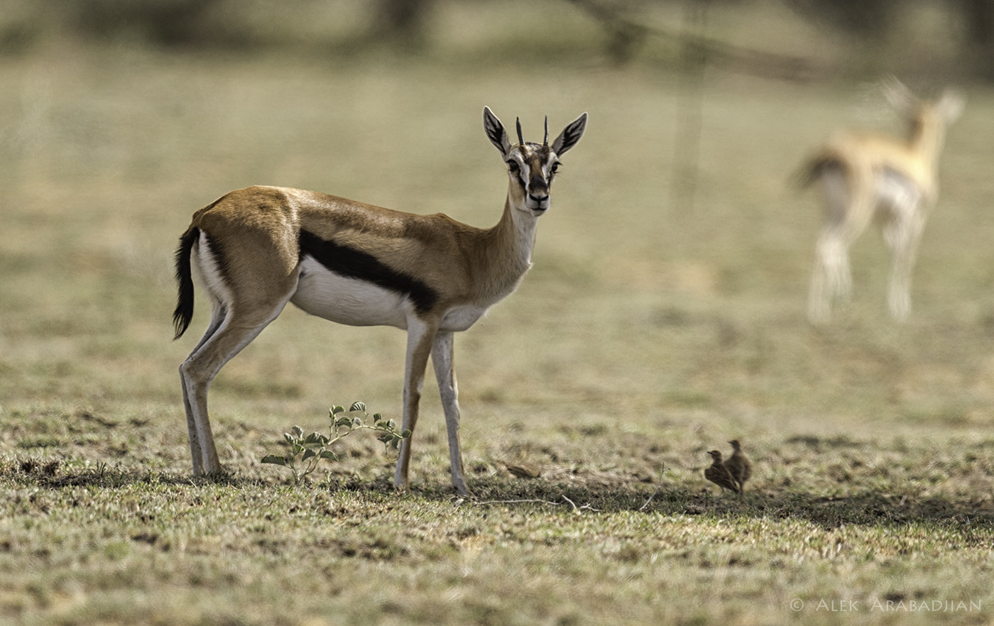 Nikon AF-S Nikkor 800mm F5.6E FL ED VR sample photo. Thomson's belle photography