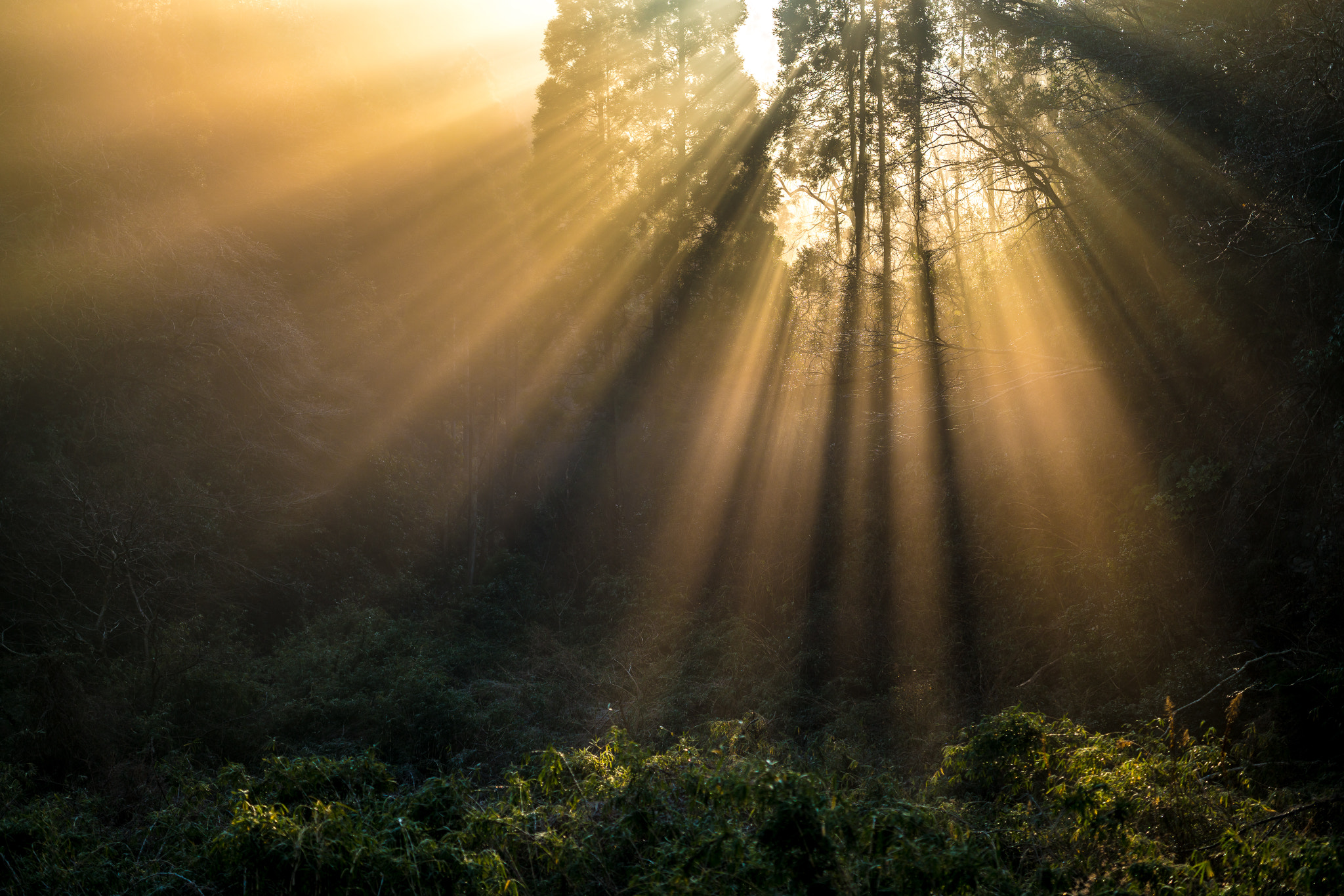 ZEISS Otus 55mm F1.4 sample photo. Golden ray of light photography