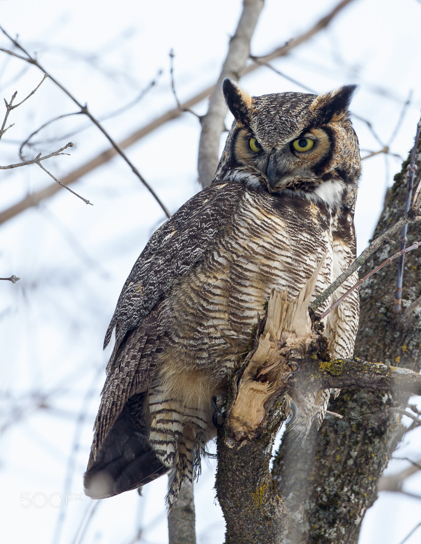 Canon EF 500mm F4L IS USM sample photo. Grand duc photography
