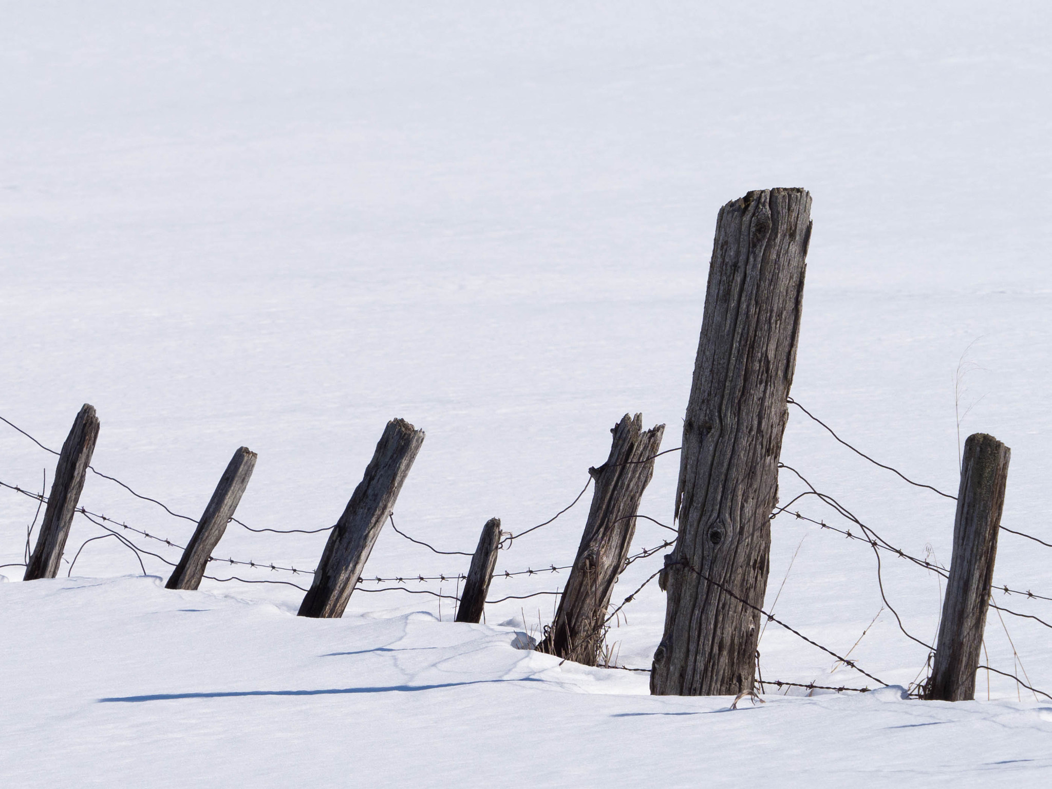 Olympus OM-D E-M1 Mark II + Olympus M.Zuiko Digital ED 40-150mm F2.8 Pro sample photo. Snow fence photography