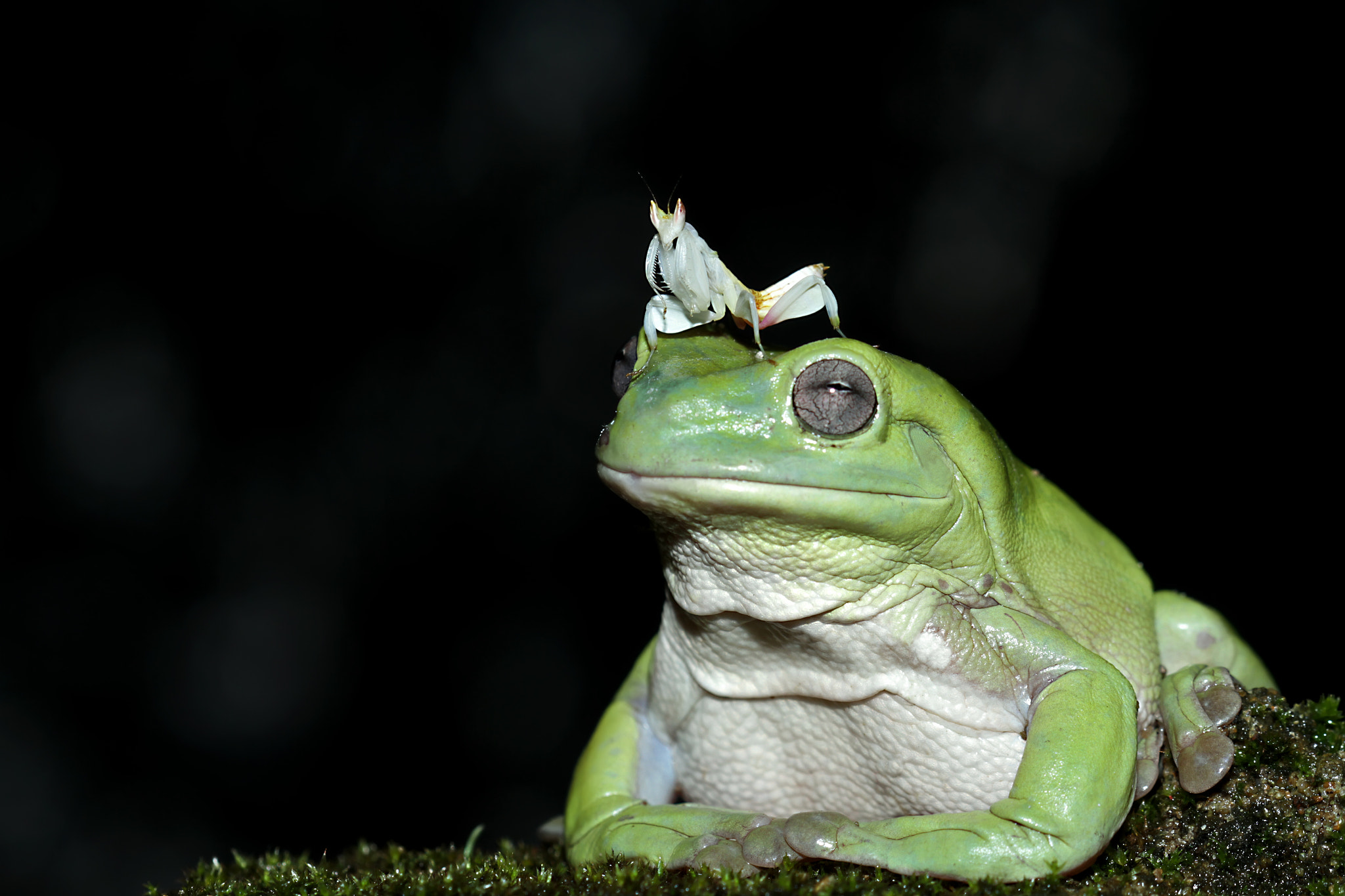 Canon EOS 7D + Canon EF 100mm F2.8 Macro USM sample photo. Frog and mantis photography