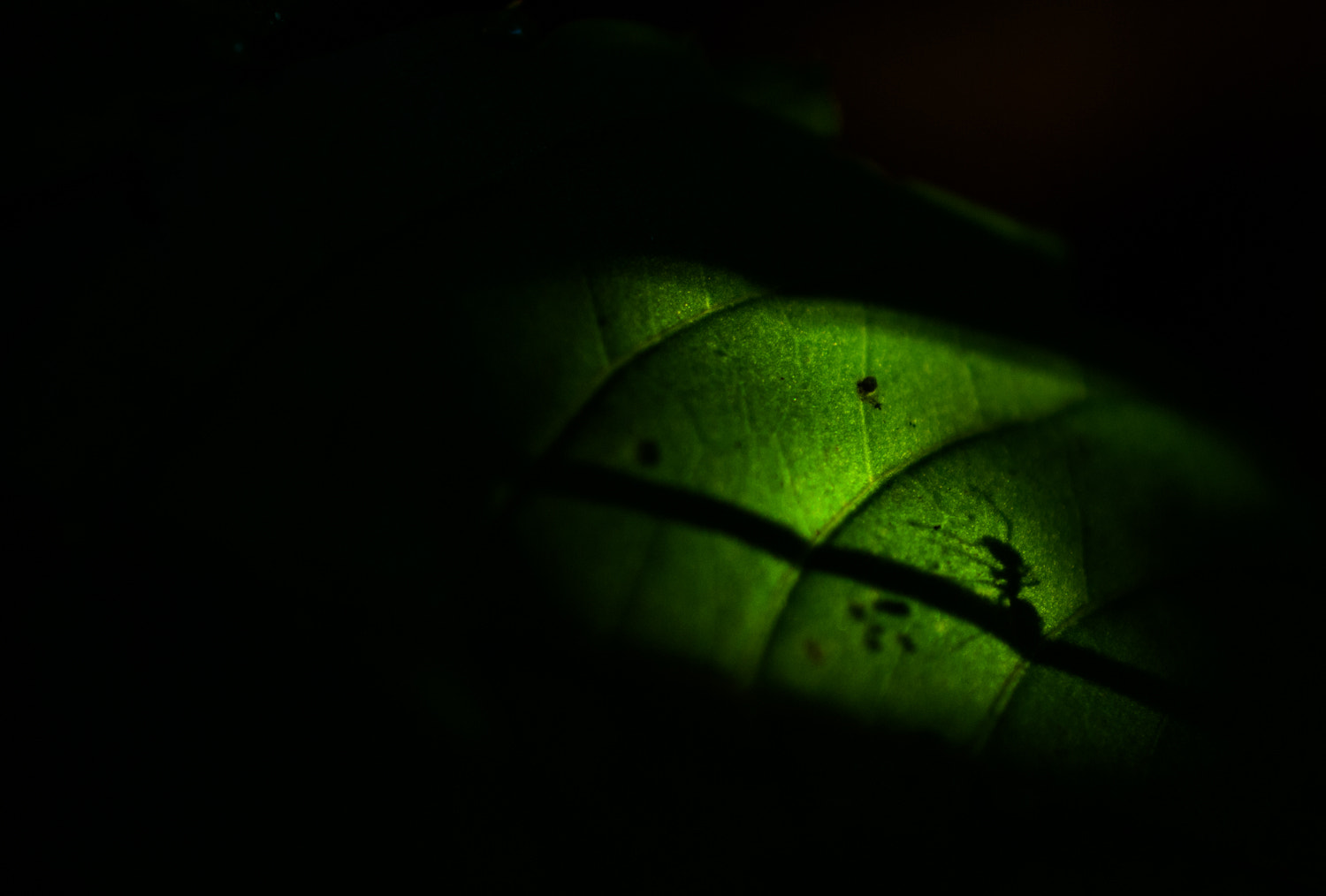 Nikon AF-S DX Micro Nikkor 40mm F2.8 sample photo. The shadow of an ant. photography