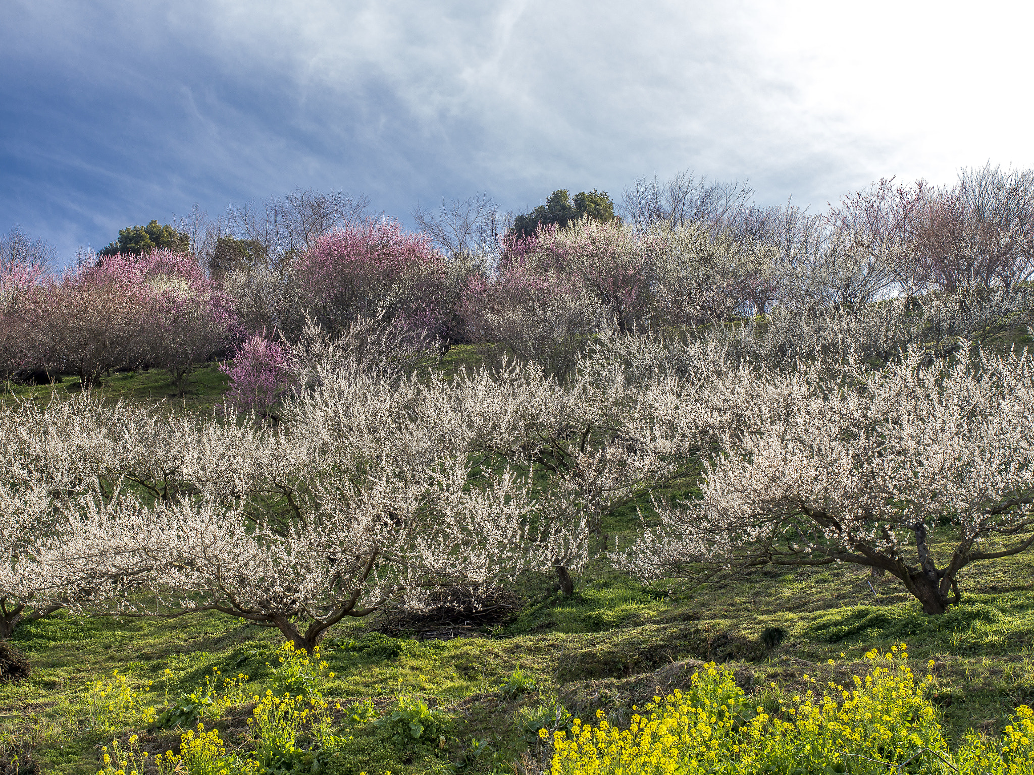 Olympus OM-D E-M5 sample photo. In nanaore plum garden photography