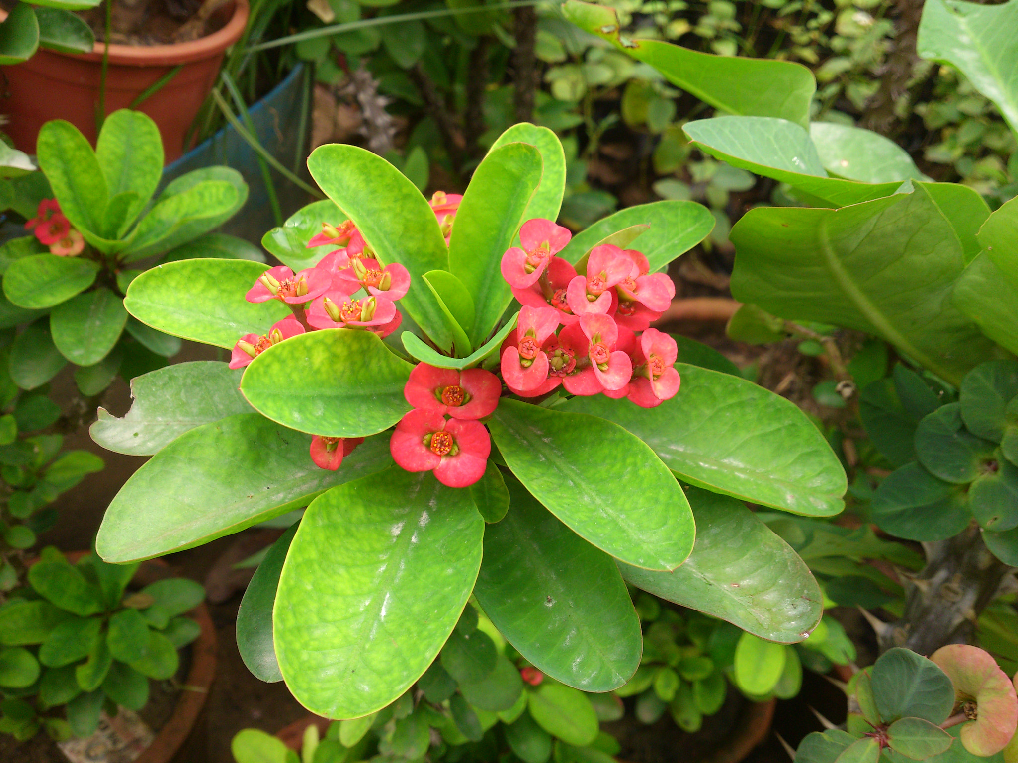 Sony Ericsson Xperia S sample photo. Nursery farm1 photography
