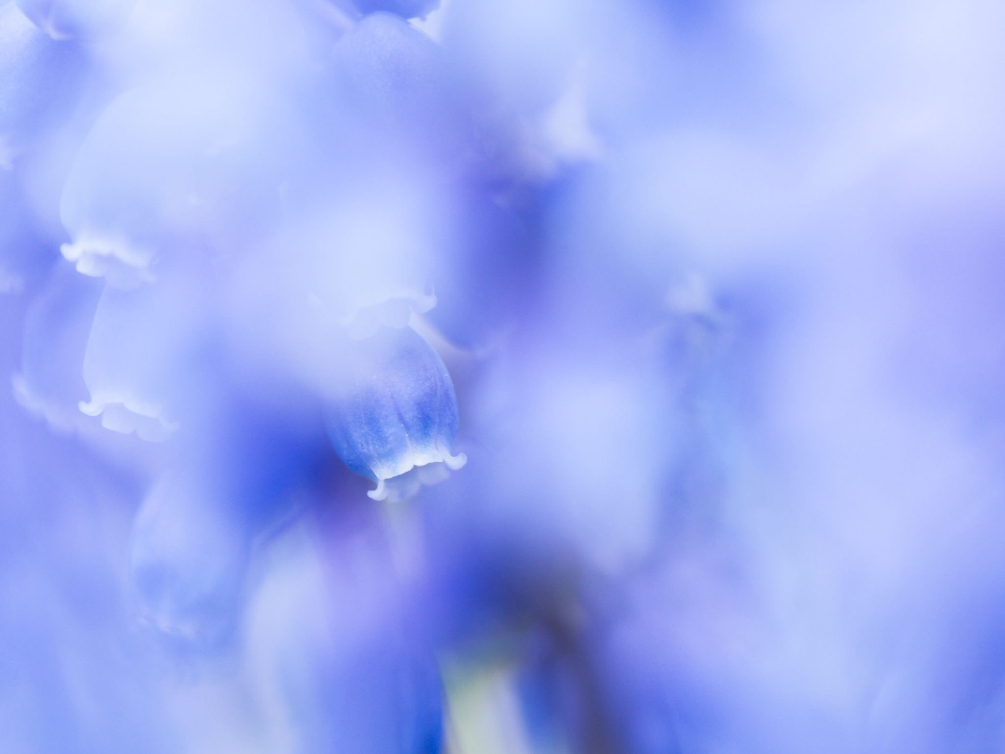 Olympus M.Zuiko Digital ED 60mm F2.8 Macro sample photo. Muscari photography