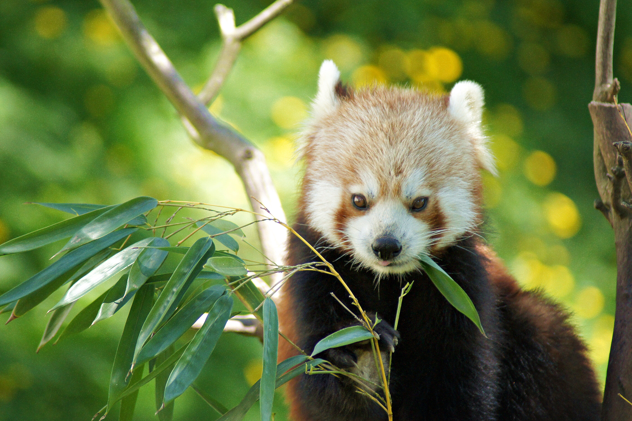 Sony 75-300mm F4.5-5.6 sample photo. Panda roux photography