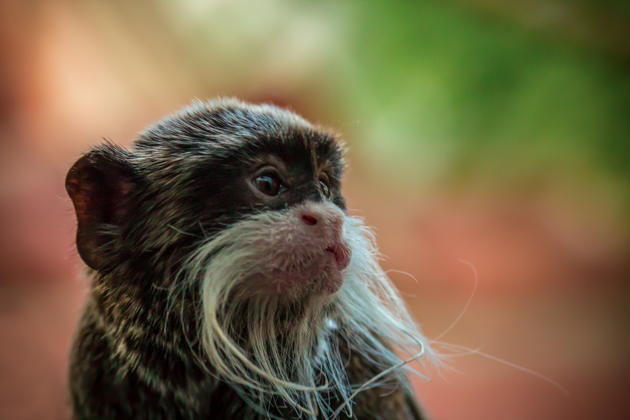 Canon EF-S 55-250mm F4-5.6 IS STM sample photo. Monkey photography