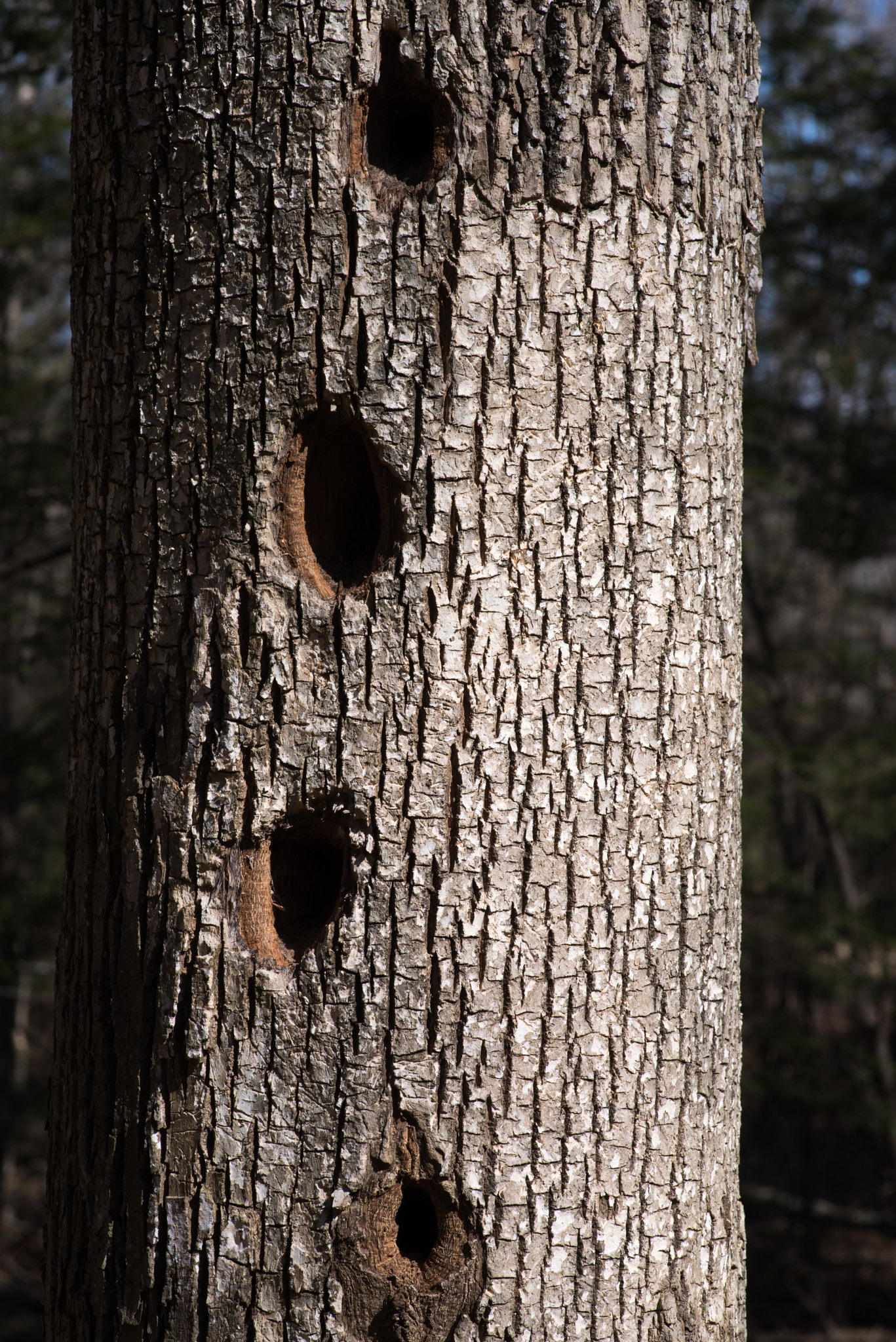 Pentax K-1 sample photo. Holes photography