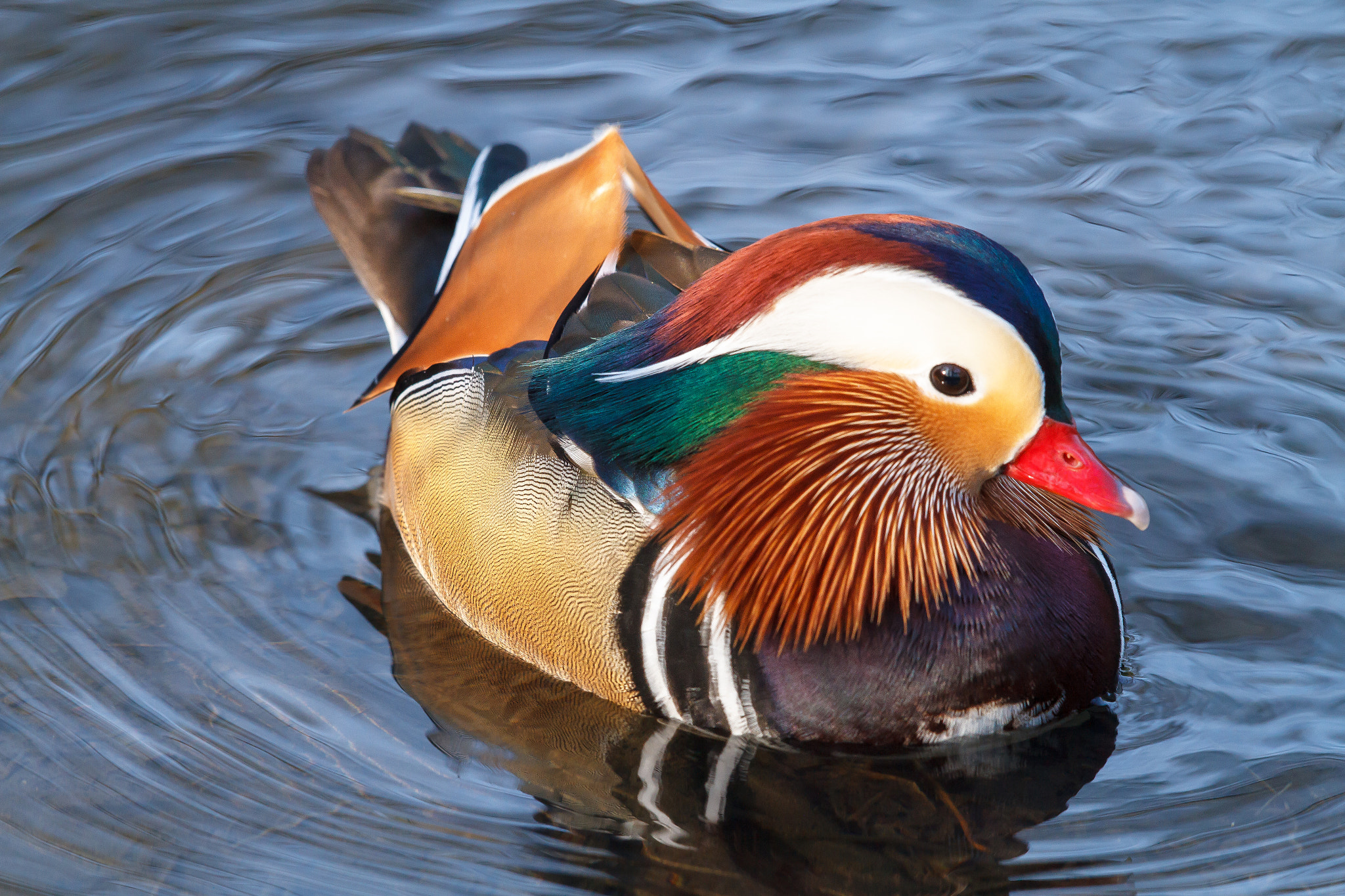 Canon EF 500mm F4L IS II USM sample photo. Mandarin duck in blue water photography
