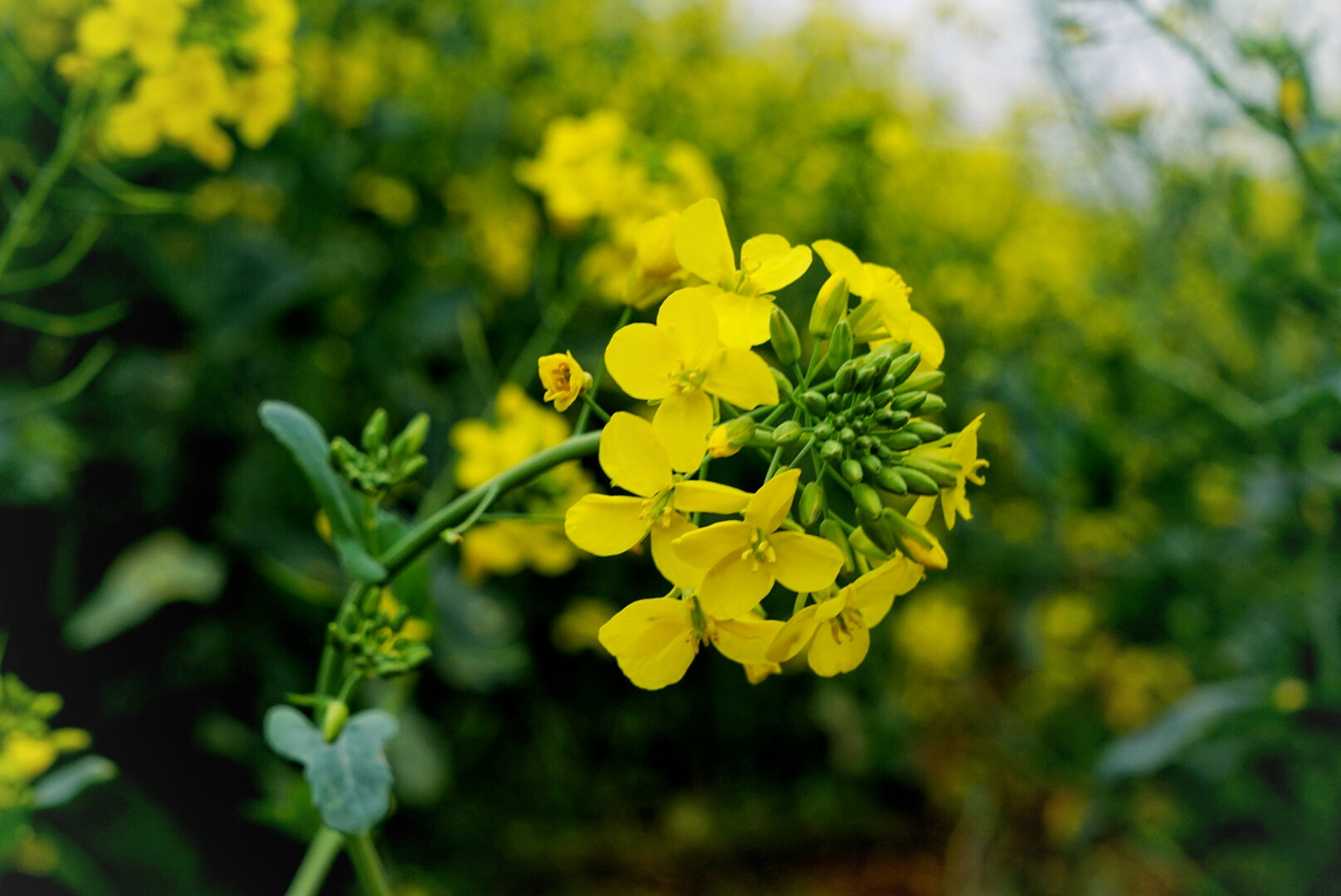 Sony Vario Tessar T* FE 24-70mm F4 ZA OSS sample photo