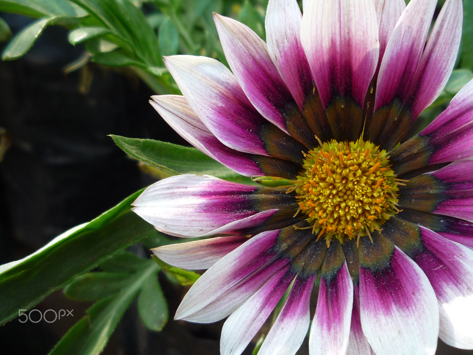 Panasonic DMC-LZ10 sample photo. Attractive flower photography