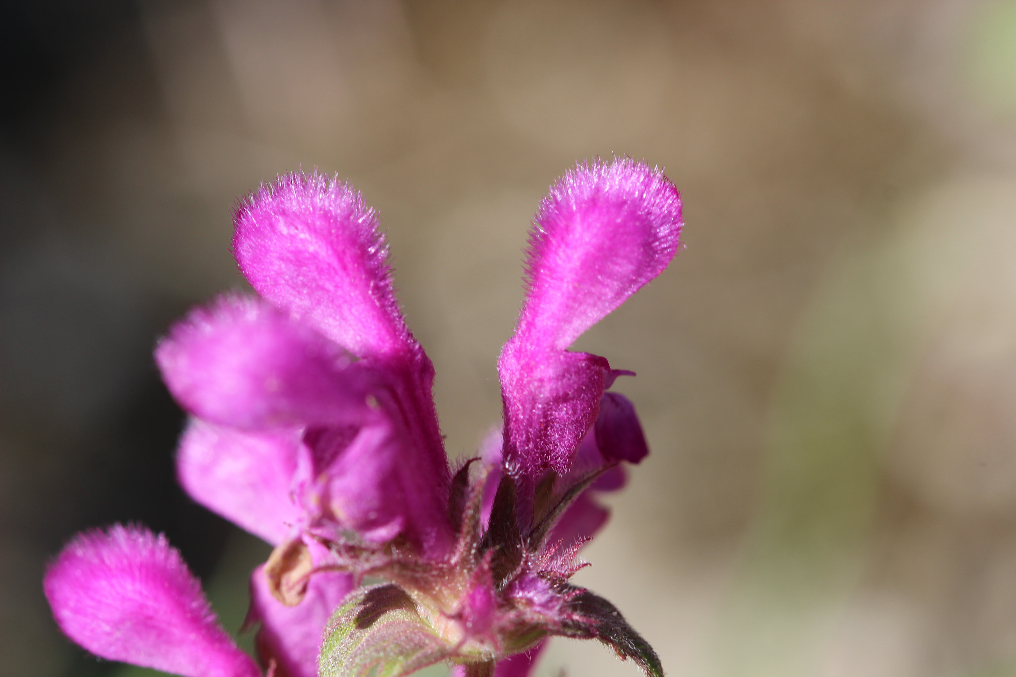 Canon EF 100mm F2.8 Macro USM sample photo. Wildflower photography