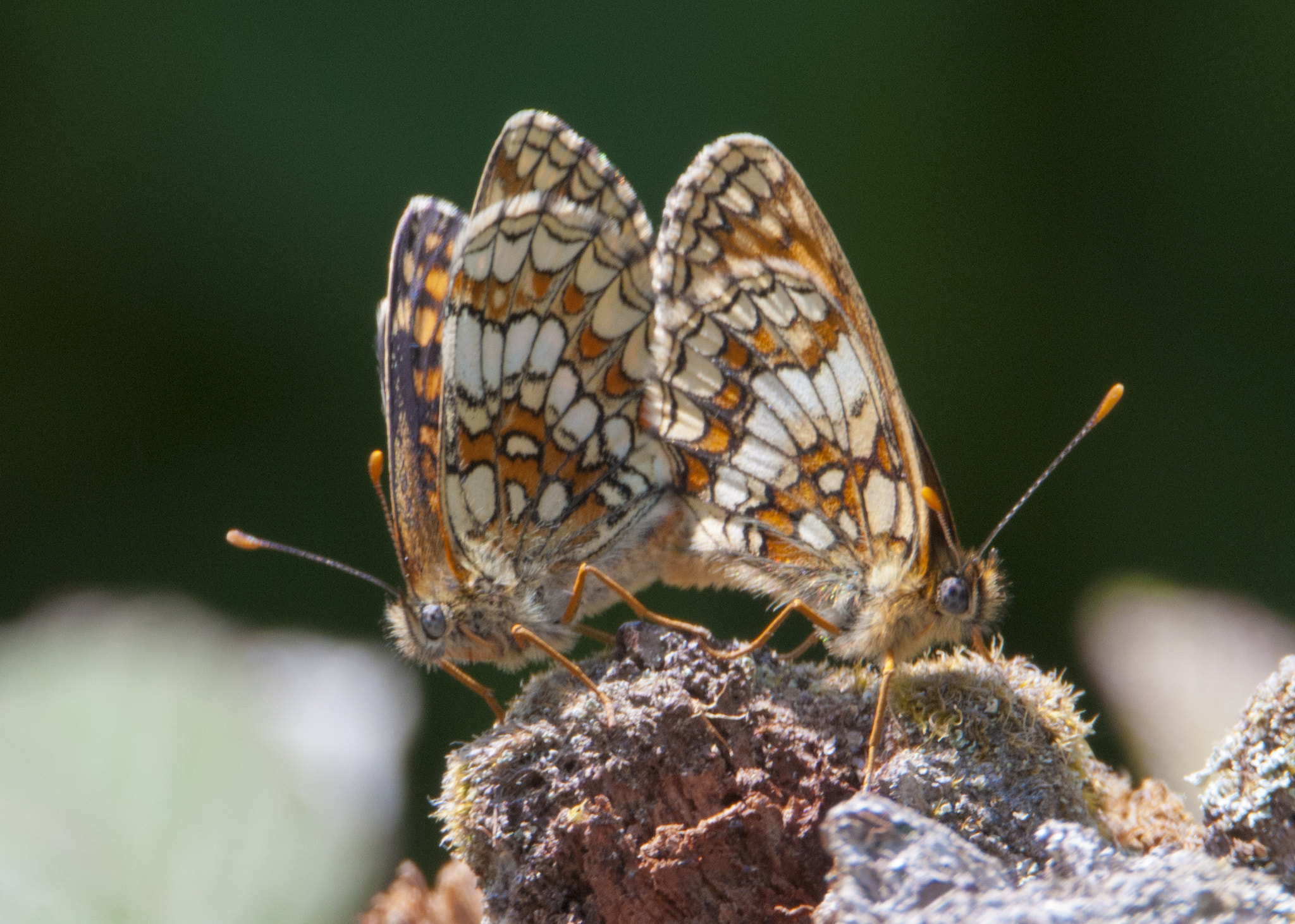 Nikon D300S sample photo. Heath fritillary photography