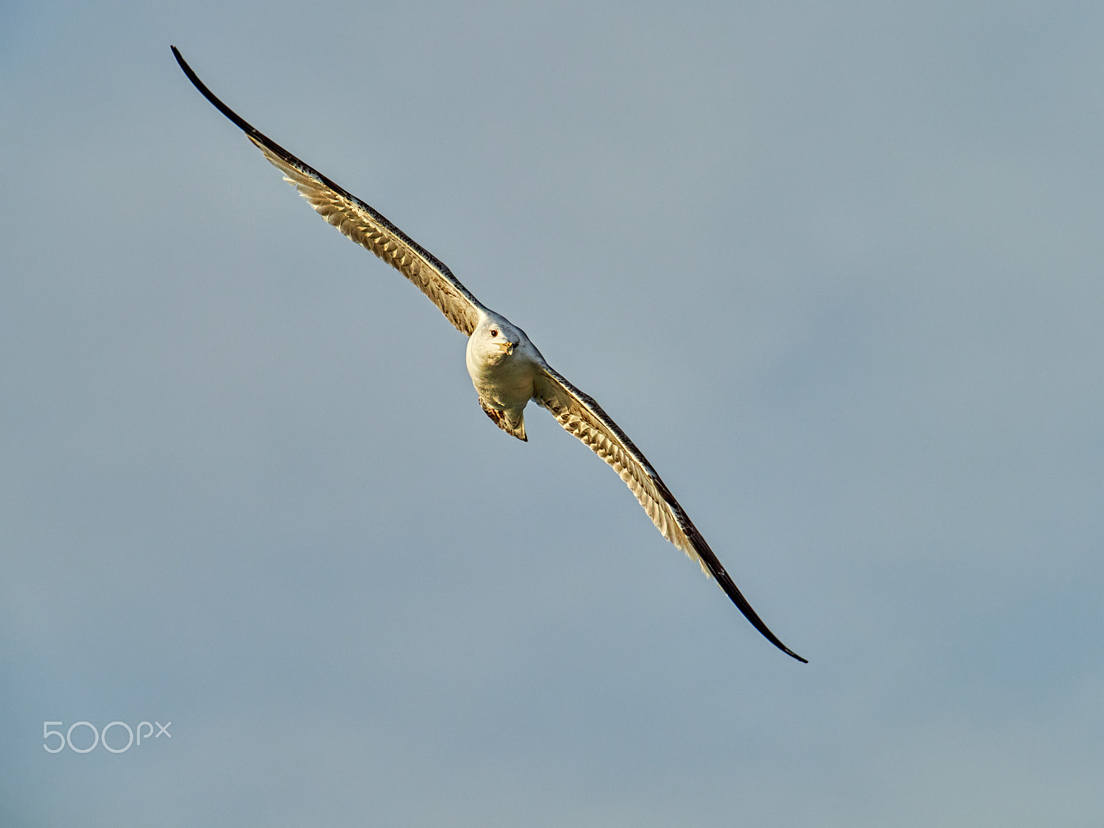 M.300mm F4.0 + MC-14 sample photo. Larus michahellis photography