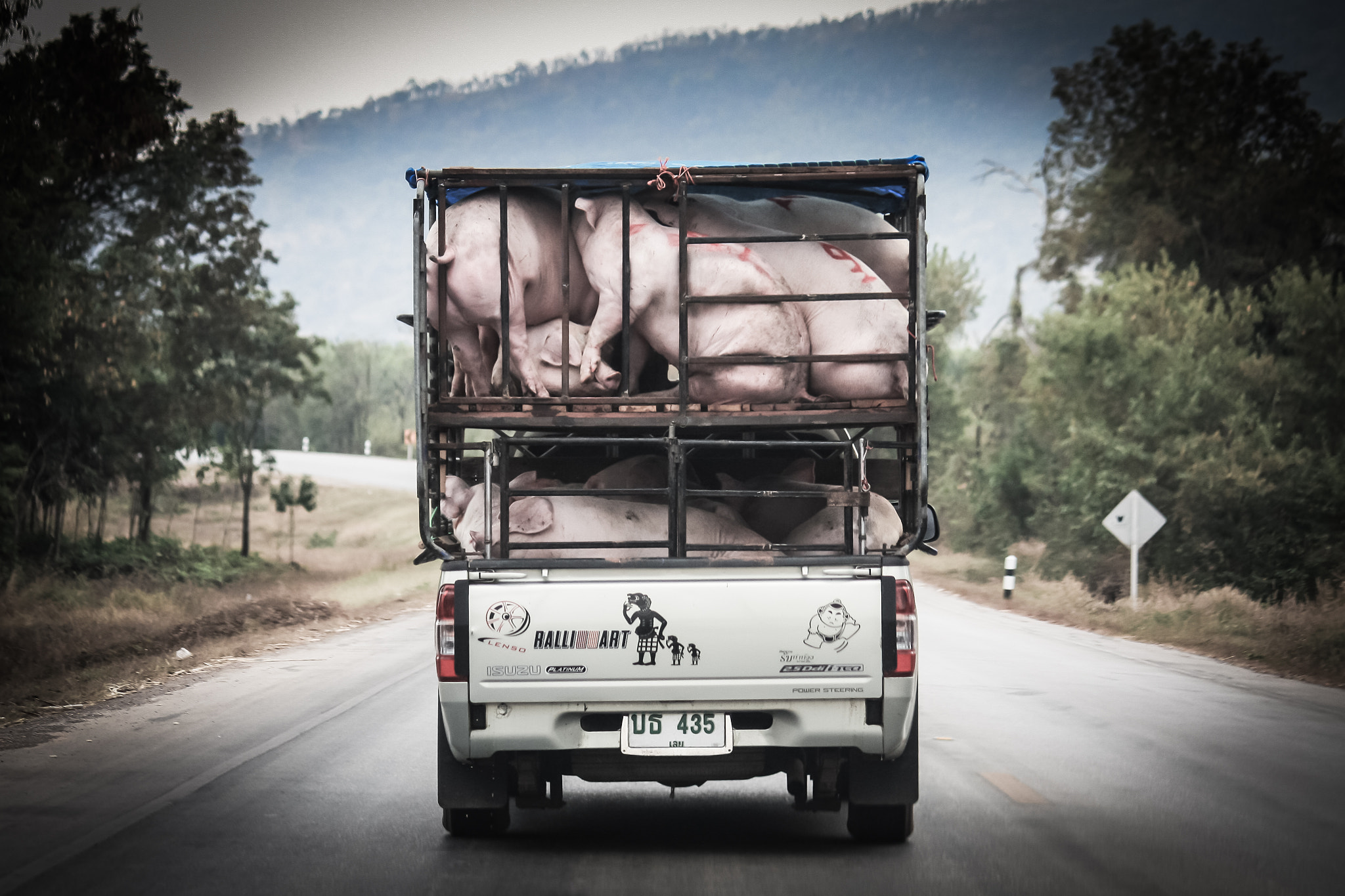 Canon EF-S 55-250mm F4-5.6 IS sample photo. A truck carring pigs to slaughterhouse photography