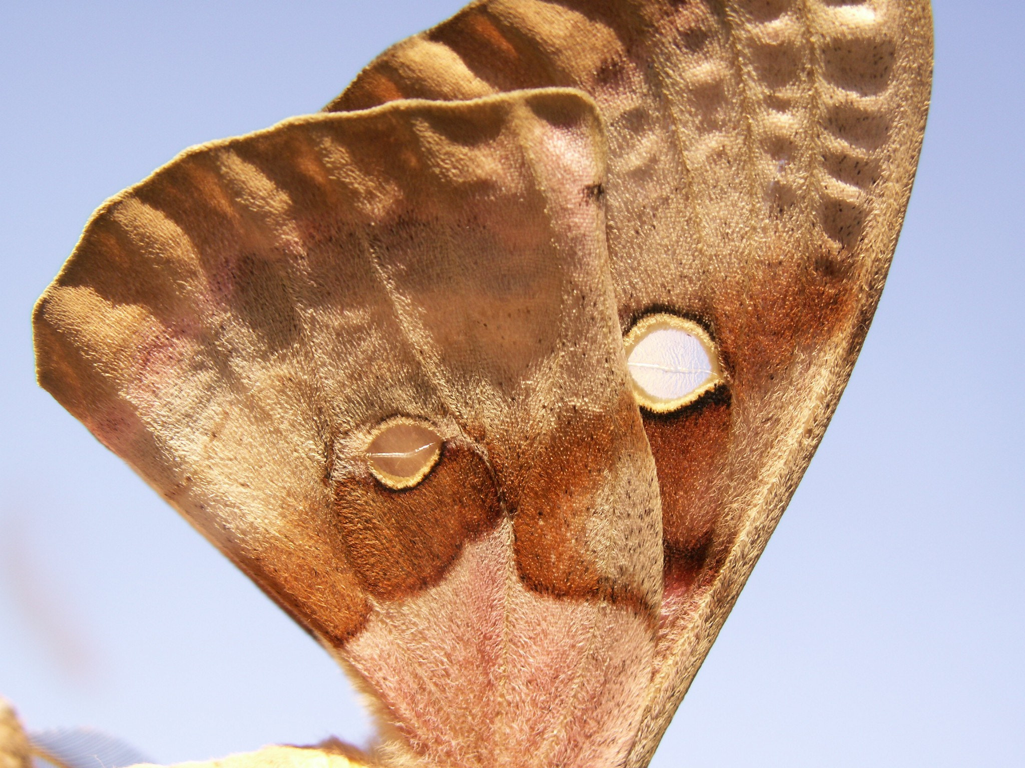 KONICA MINOLTA DiMAGE Z6 sample photo. Butterfly wings photography