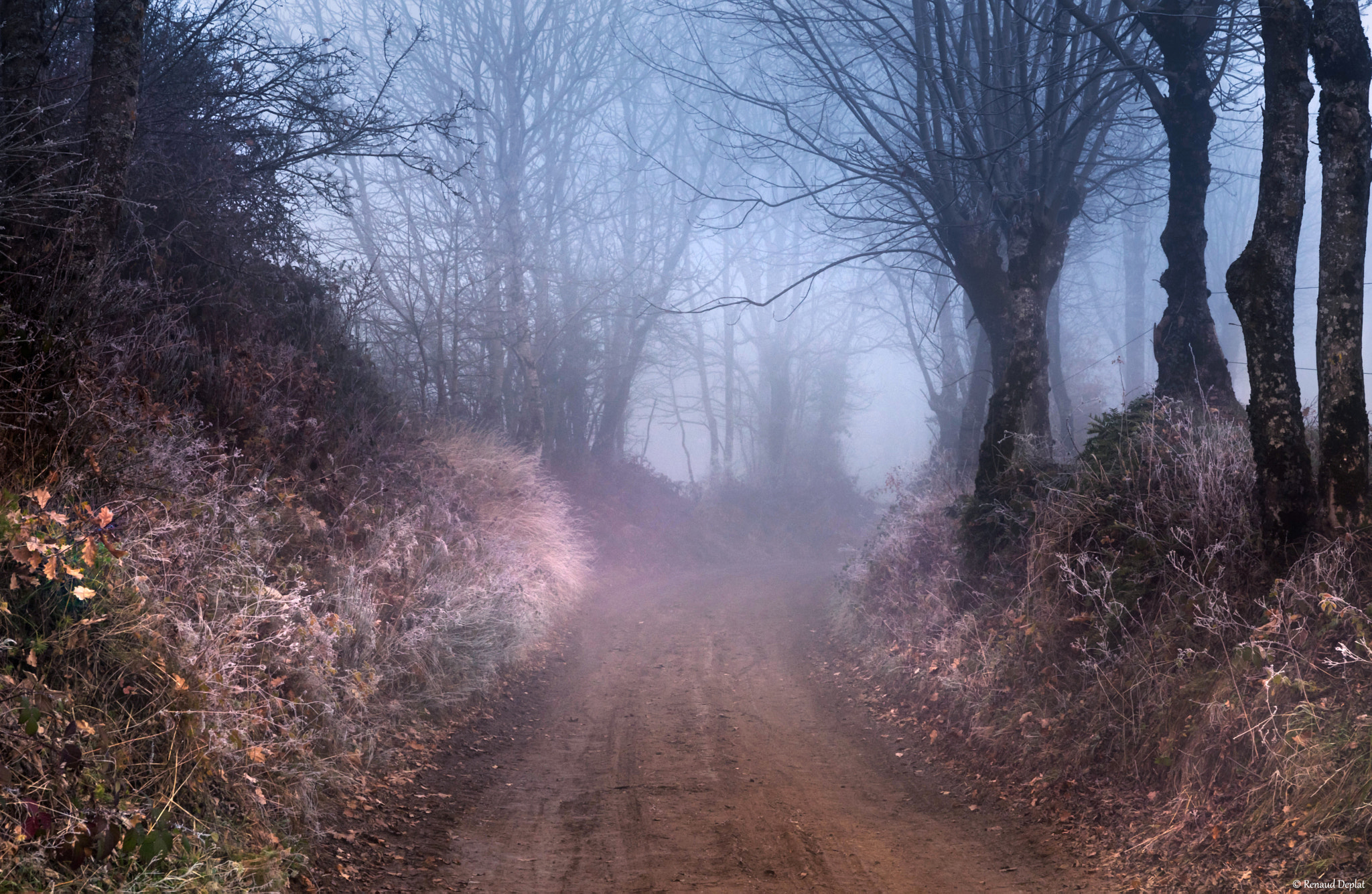 Nikon D500 sample photo. Petit chemin dans la brume. photography