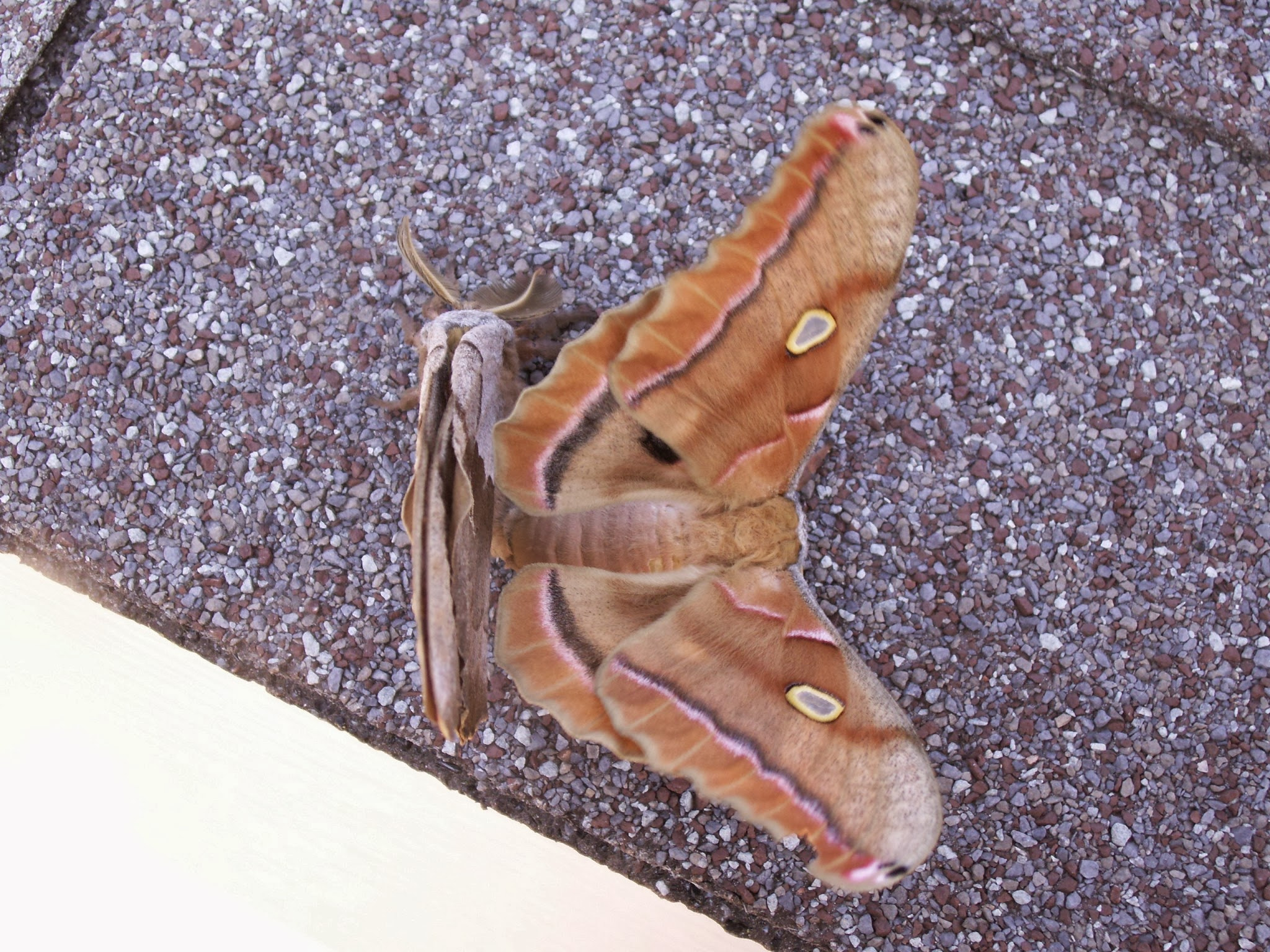 KONICA MINOLTA DiMAGE Z6 sample photo. Beautiful wings photography
