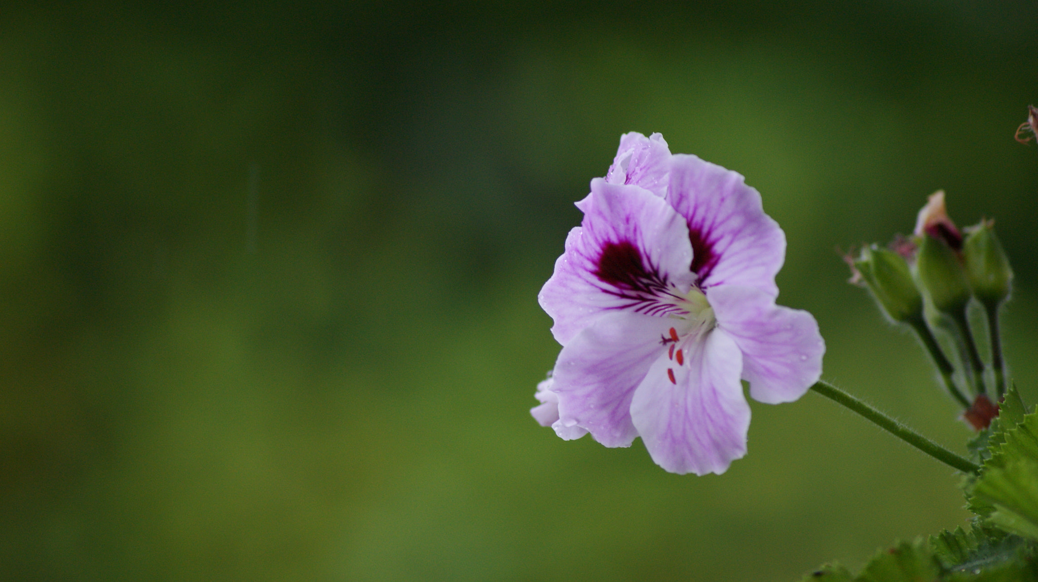 Sony Alpha DSLR-A350 sample photo. De mis jardines tus recuerdos photography