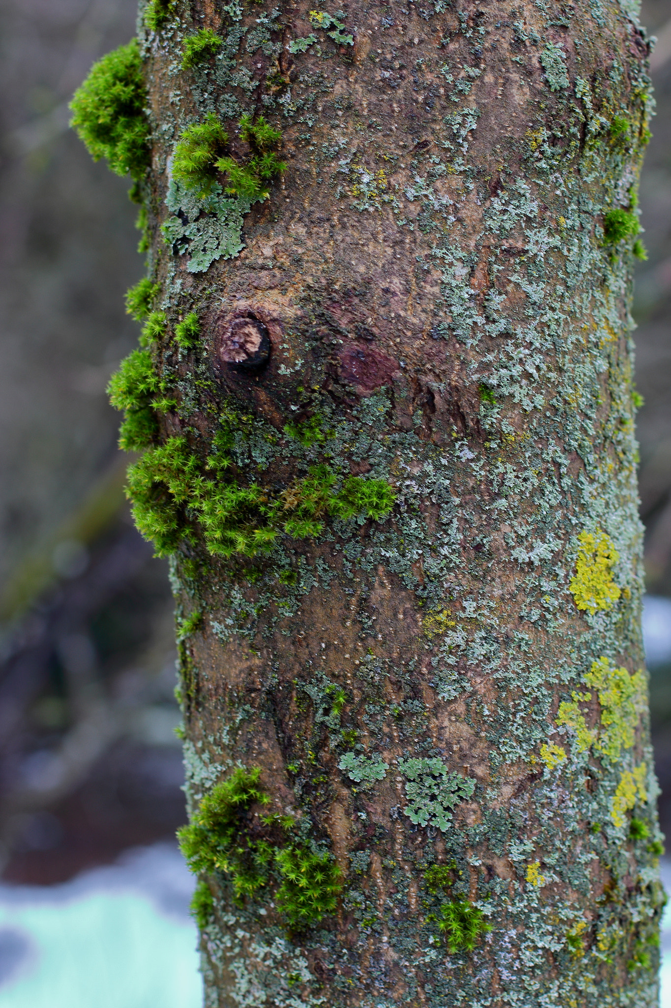 Canon EOS 550D (EOS Rebel T2i / EOS Kiss X4) + Canon EF 50mm F1.4 USM sample photo. Moss on a tree photography