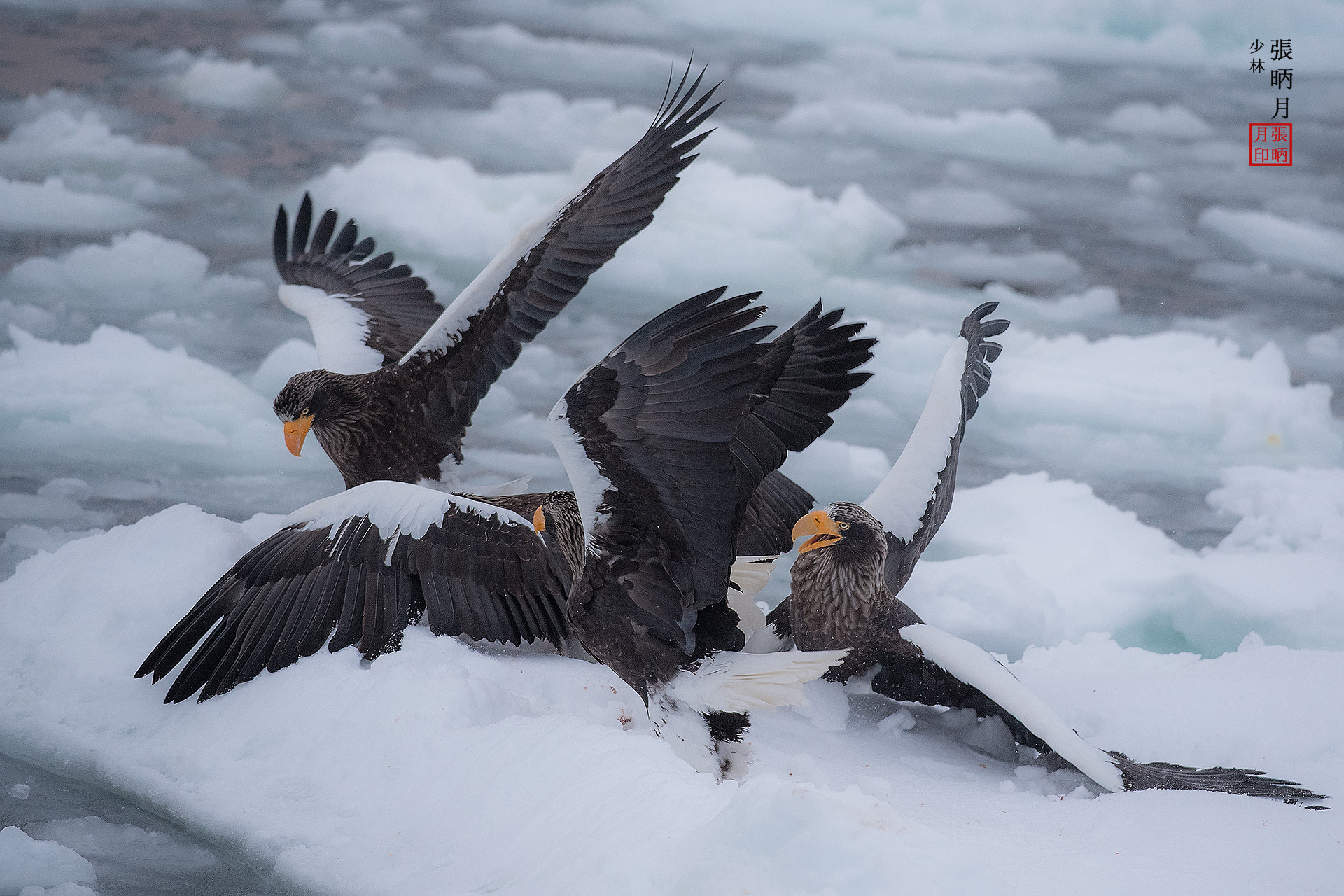 Nikon D5 sample photo. Steller's sea eagle,white-tailed sea eagle~~~ photography