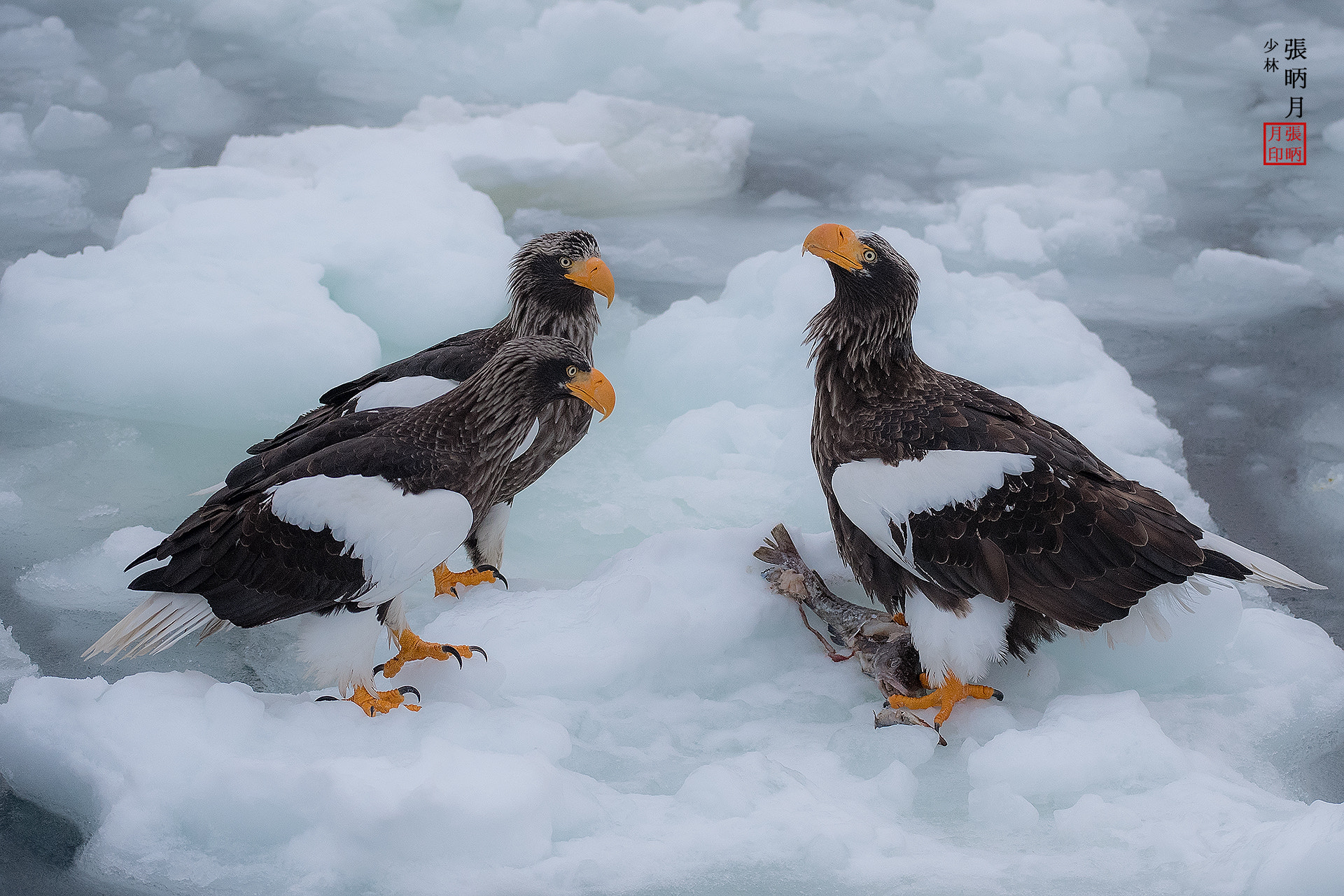 Nikon D5 sample photo. Steller's sea eagle,white-tailed sea eagle~~~ photography