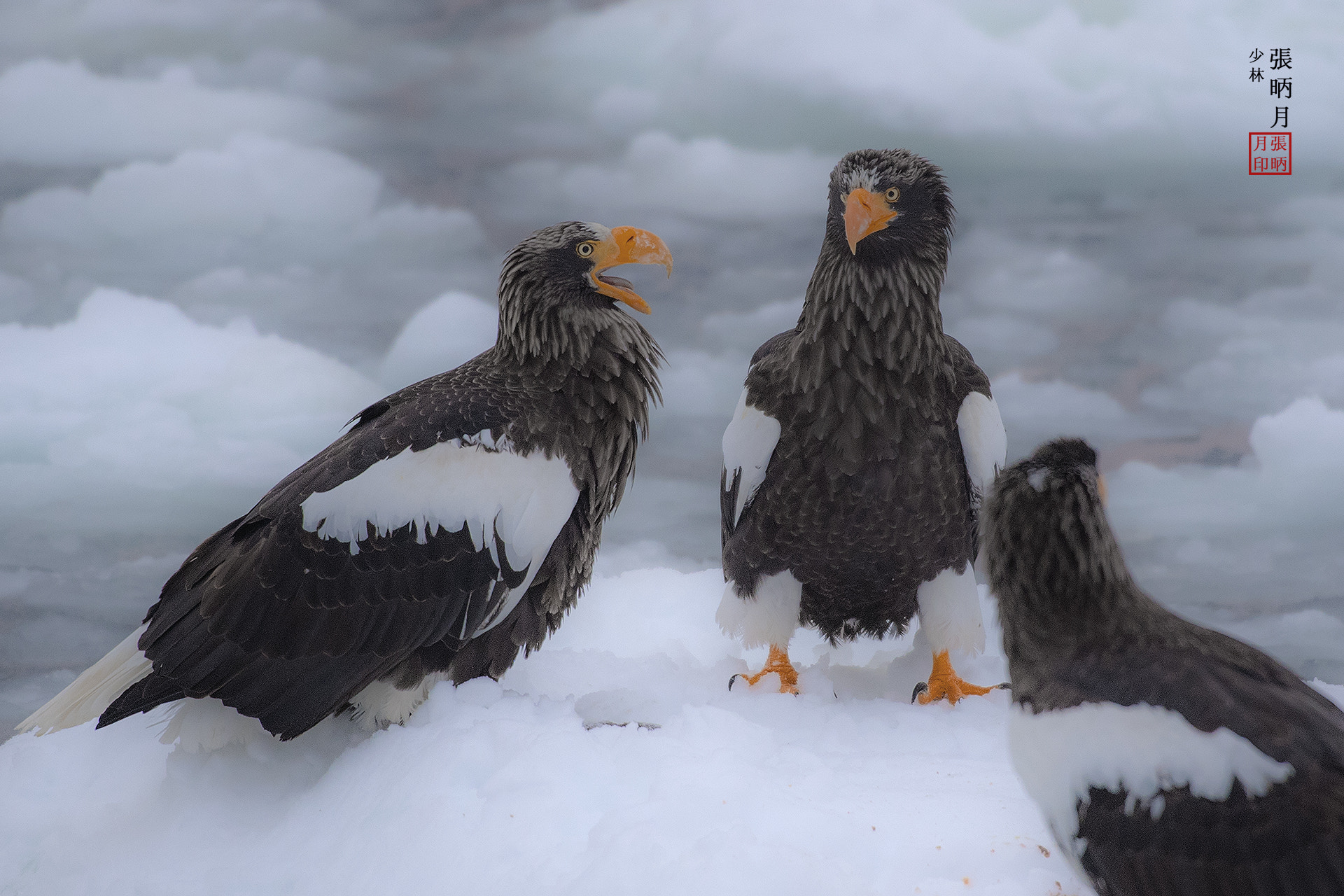 Nikon D5 sample photo. Steller's sea eagle,white-tailed sea eagle~~~ photography
