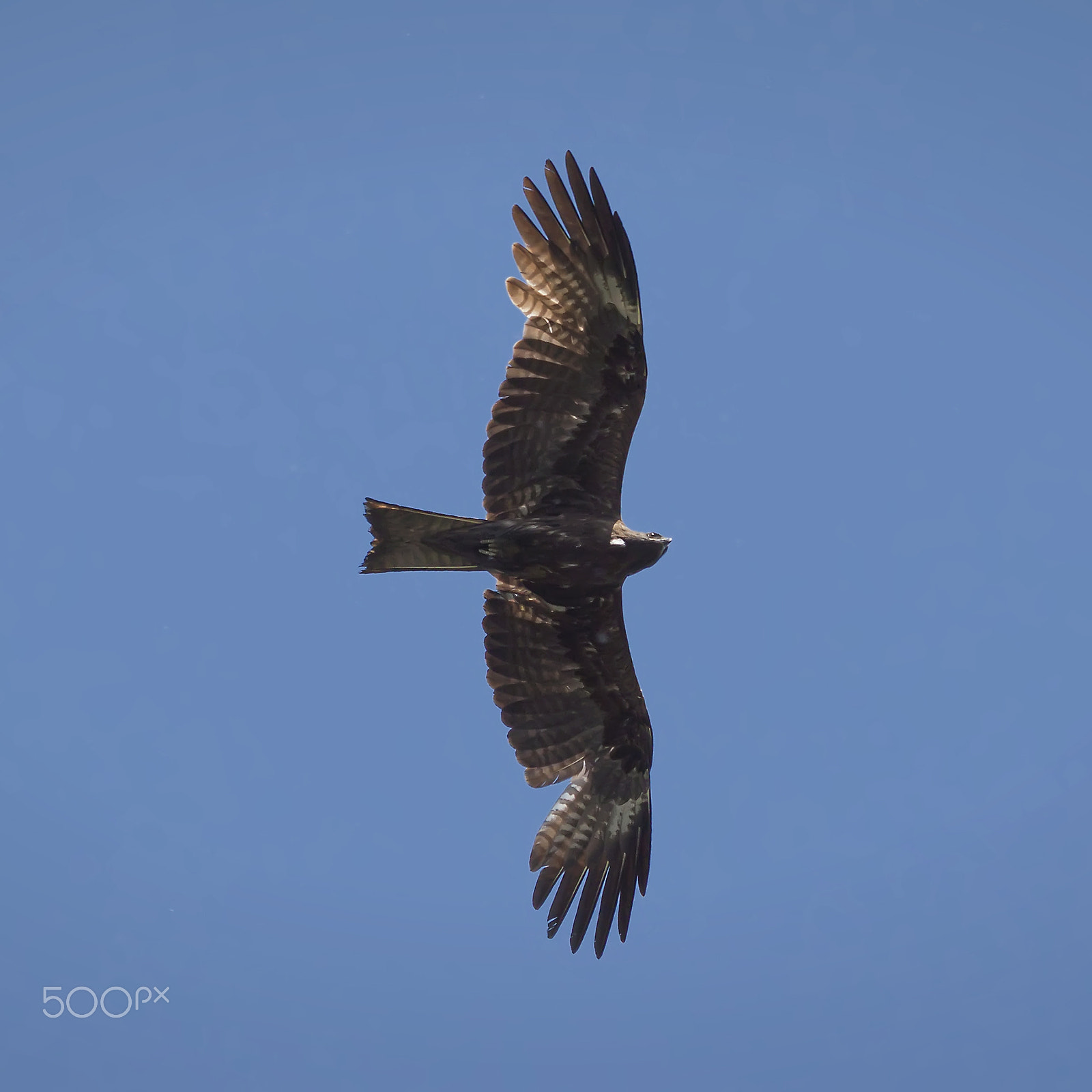 Canon EF 70-300mm F4-5.6 IS USM sample photo. Black kite - predator in the sky photography