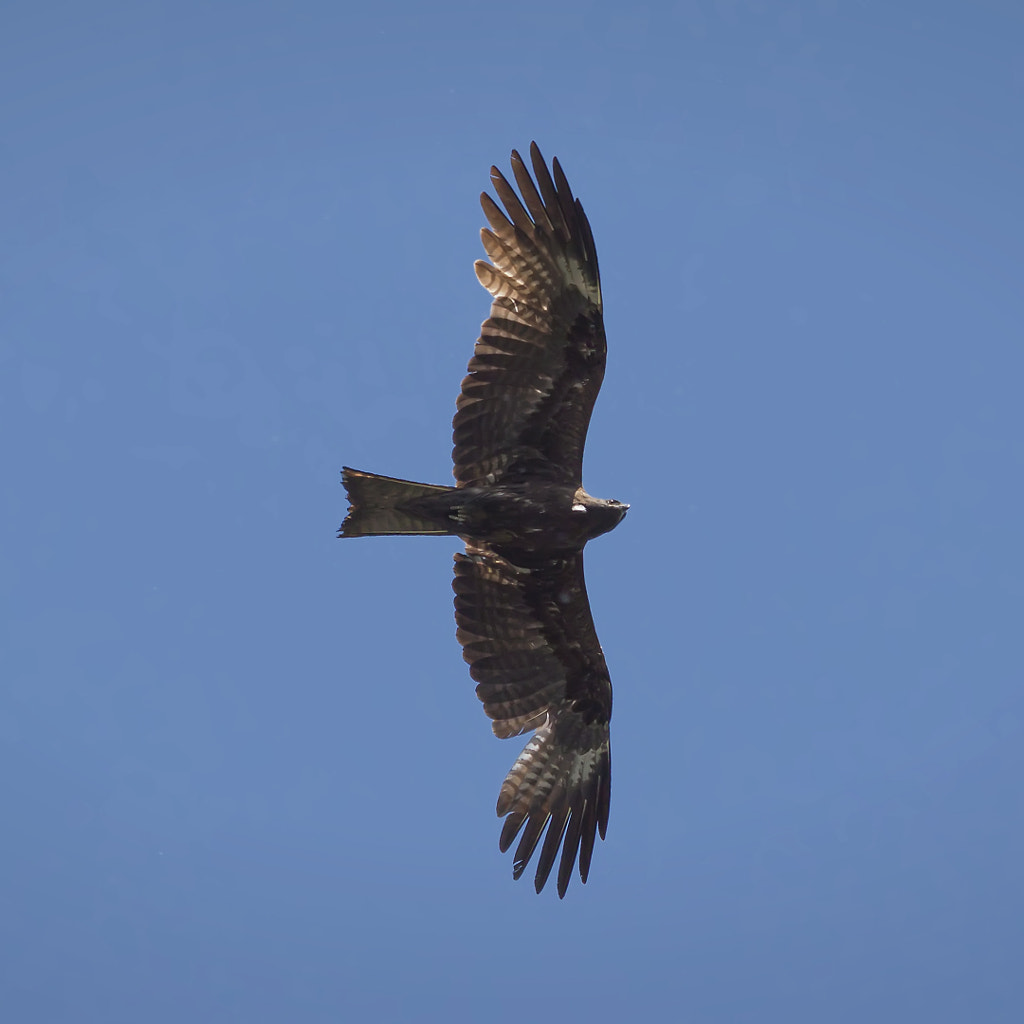 black kite - predator in the sky by Nick Patrin on 500px.com