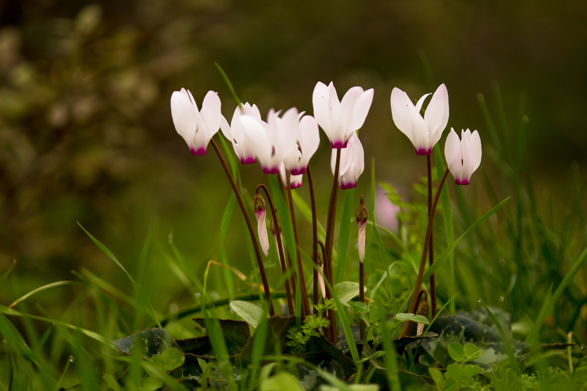 Canon EOS 60D + Tamron SP AF 180mm F3.5 Di LD (IF) Macro sample photo. Cyclamen persicum photography