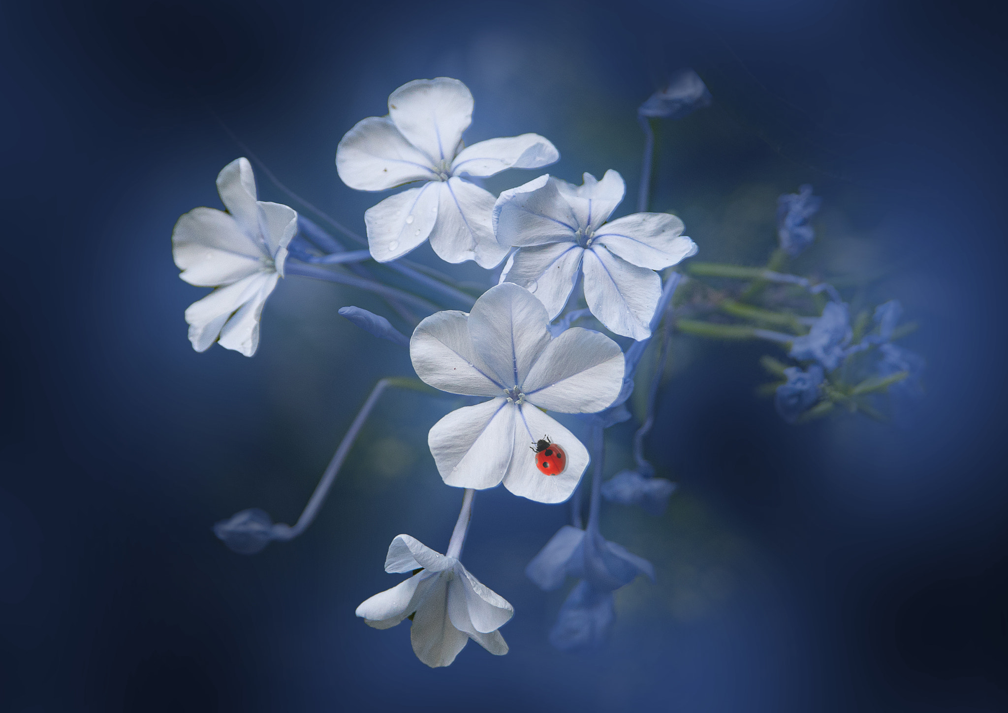 AF Zoom-Nikkor 28-105mm f/3.5-4.5D IF sample photo. Lady(bug) sings the blues photography