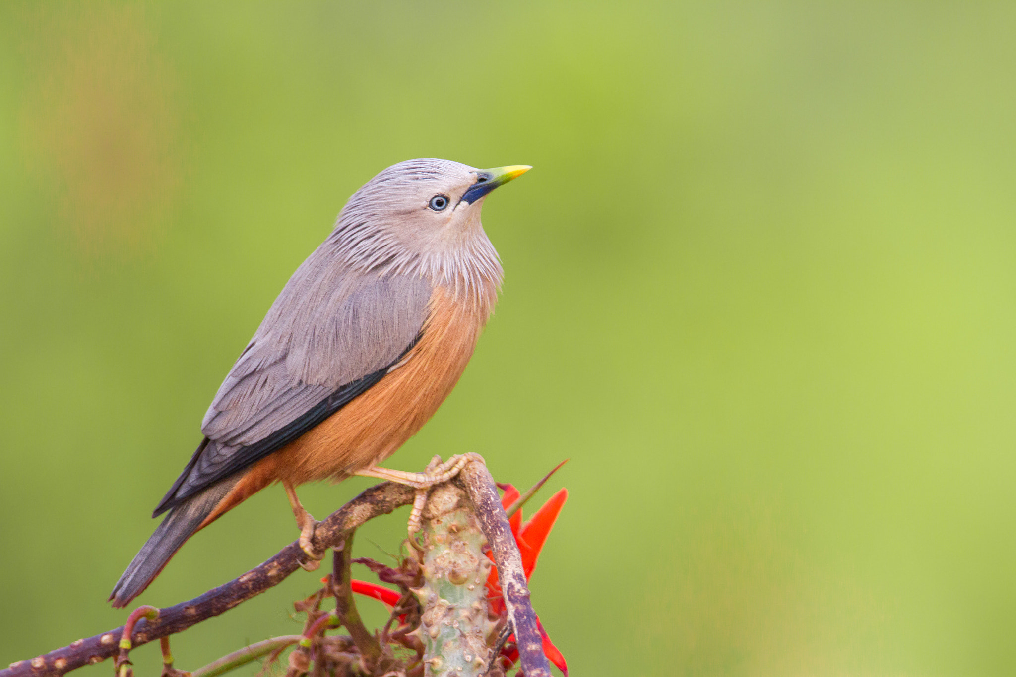 Tamron SP 150-600mm F5-6.3 Di VC USD sample photo. Chestnut tailed starling photography