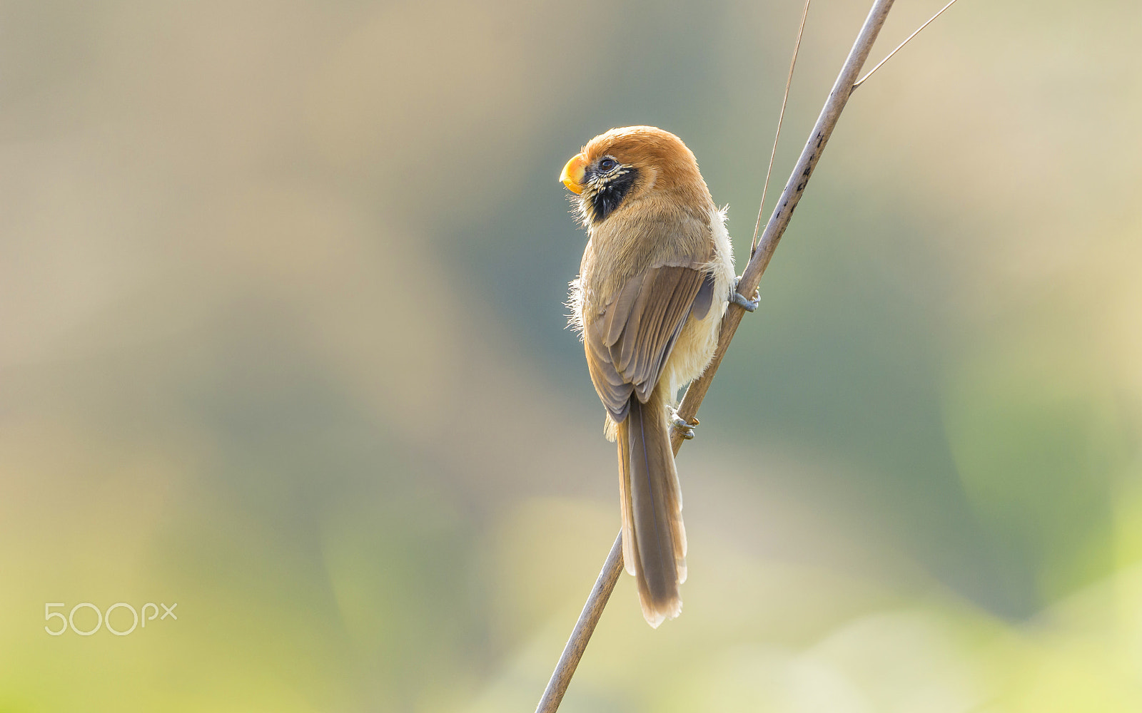 Nikon D7100 + Nikon AF-S Nikkor 500mm F4G ED VR sample photo. Spot-breasted parrotbill : bird in thailand photography