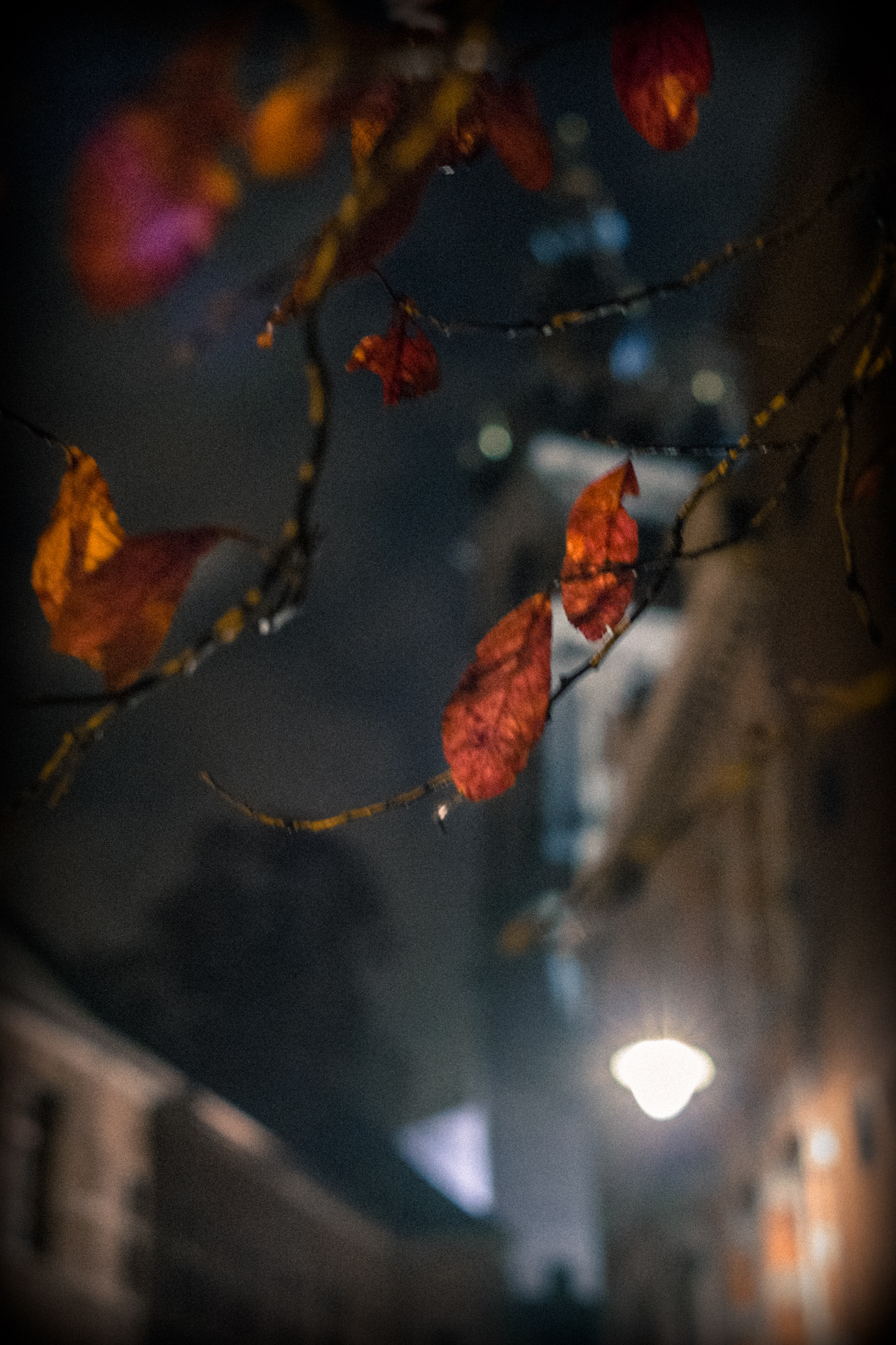 Fujifilm X-Pro1 + Fujifilm XF 35mm F1.4 R sample photo. Arbres photography