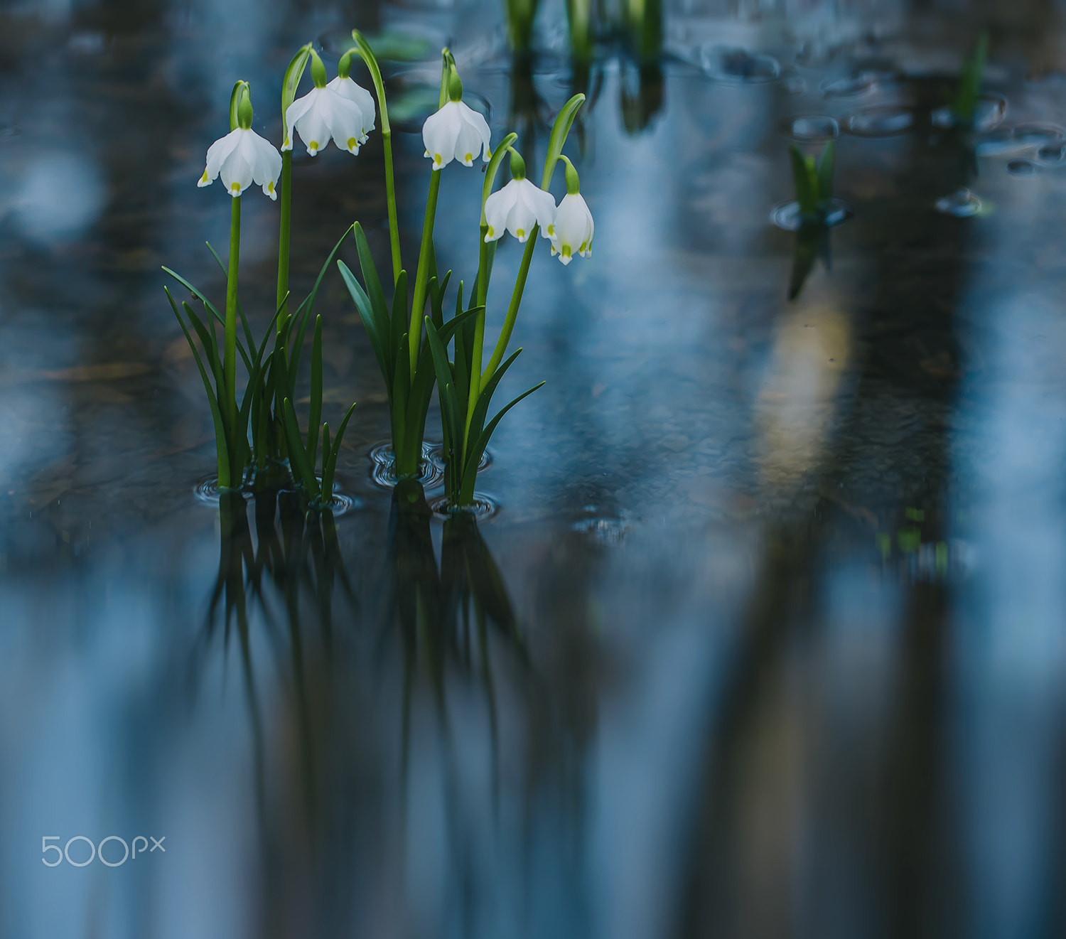 Nikon AF-S Nikkor 70-200mm F4G ED VR sample photo. Spring bells photography