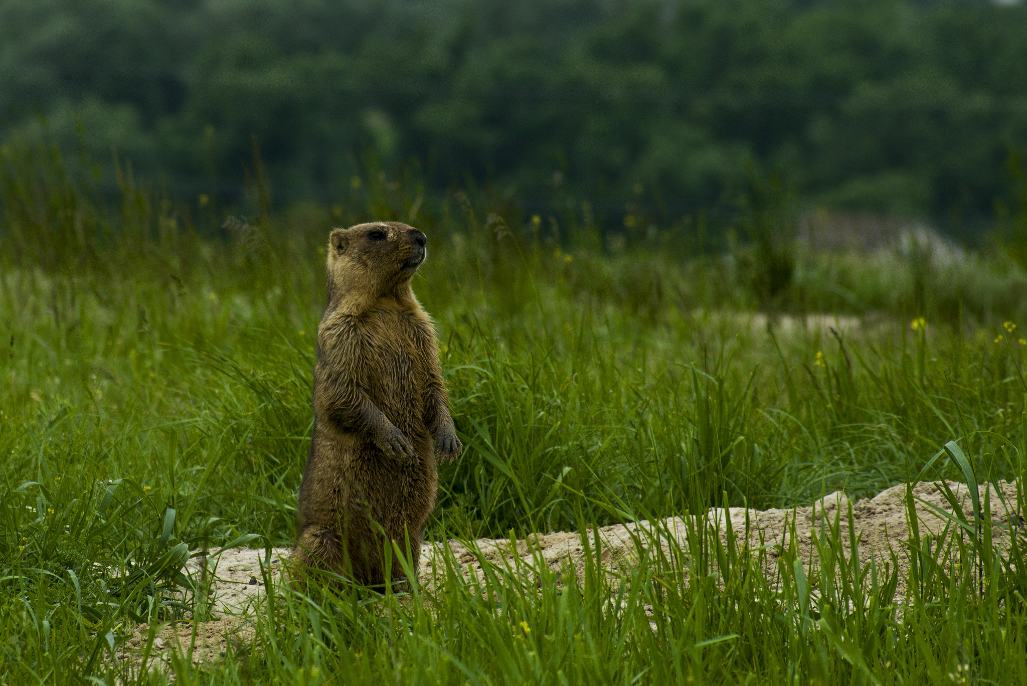 Pentax K-3 + Sigma sample photo. Байбак степной photography