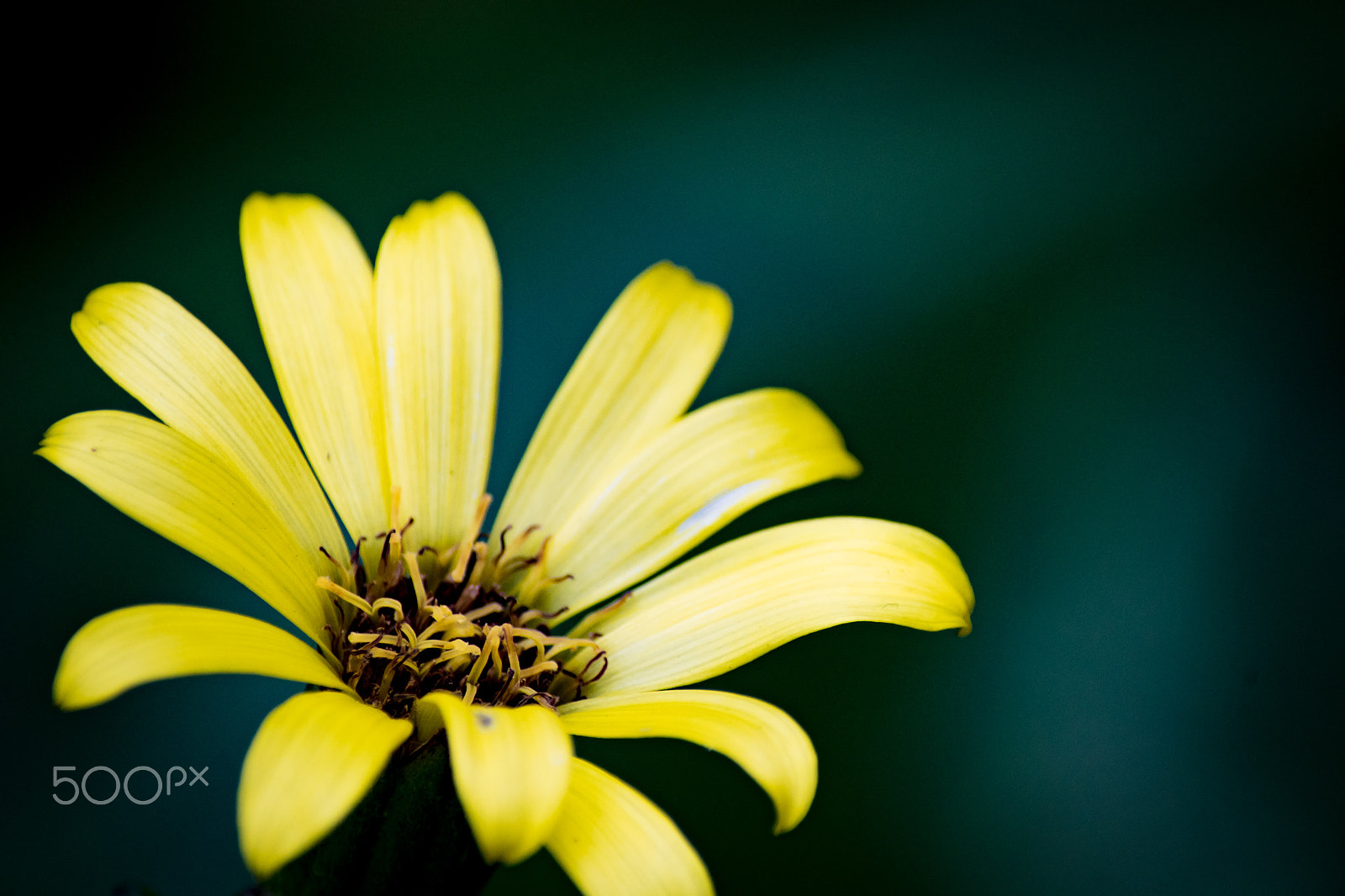 Pentax K-S2 + Sigma sample photo. Dandelion photography