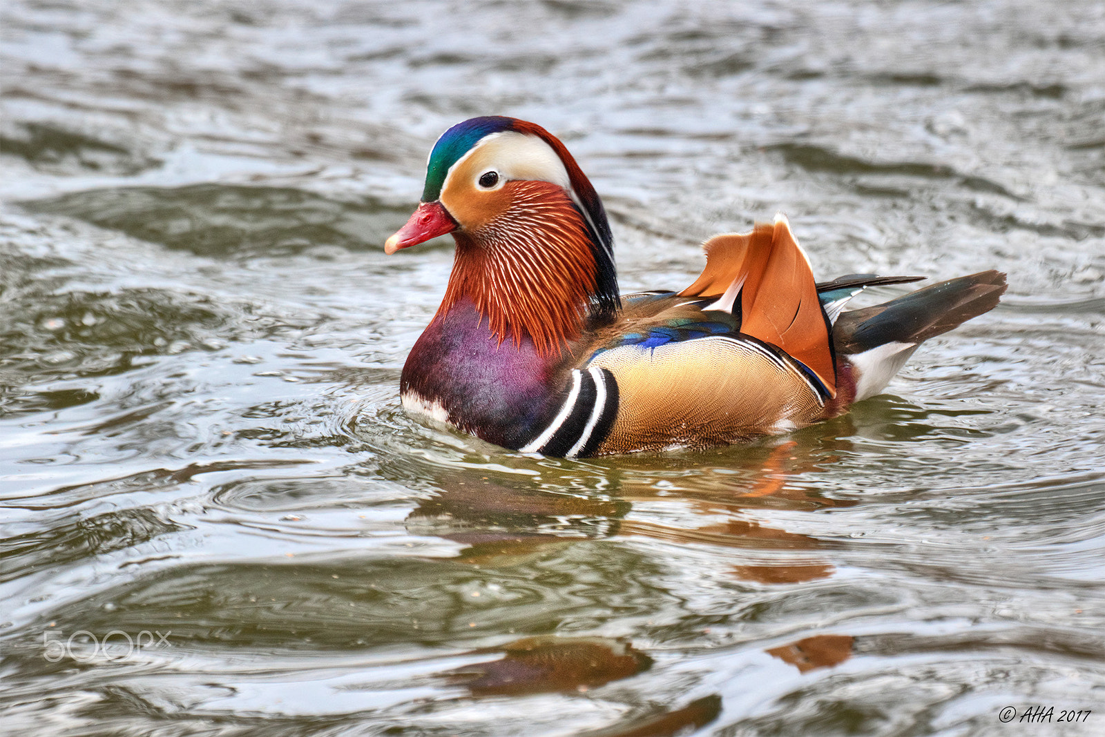 Canon EF 100-400mm F4.5-5.6L IS USM sample photo. Mandarin duck photography