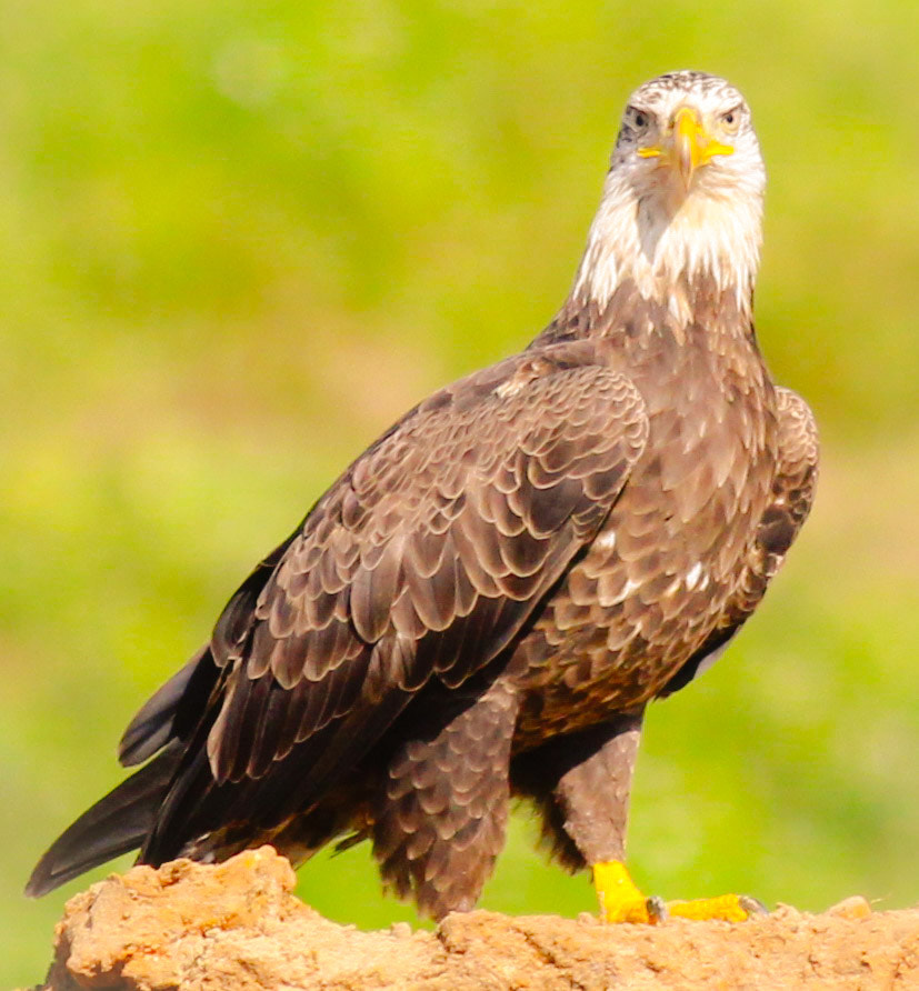 Canon EOS 600D (Rebel EOS T3i / EOS Kiss X5) + Canon EF 400mm F5.6L USM sample photo. Bald eagle usa photography