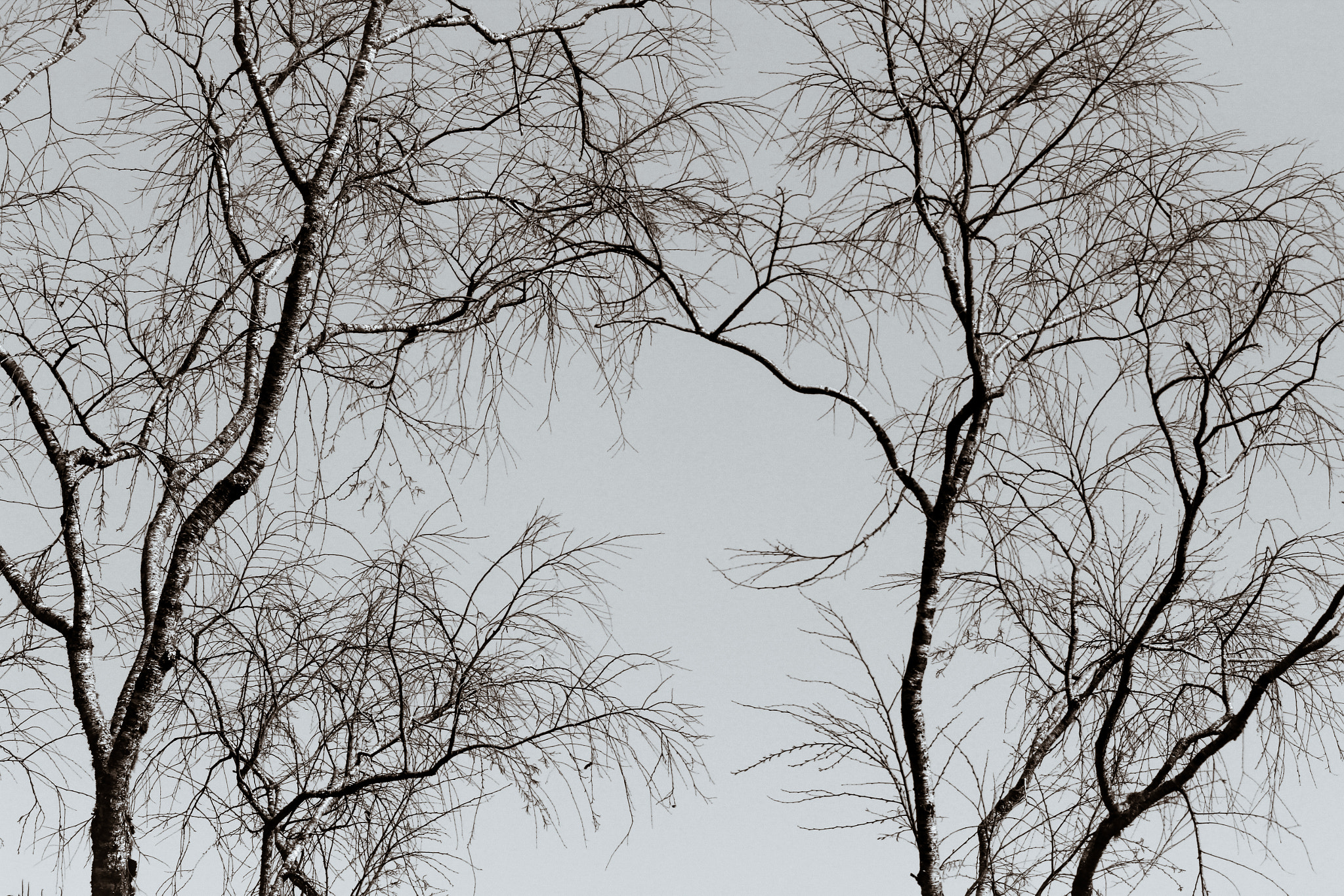 Canon EOS 60D + Canon EF 135mm F2L USM sample photo. Lines of tree photography