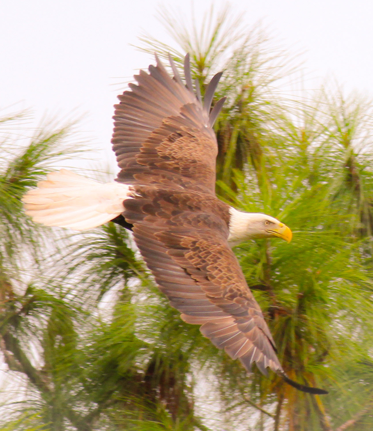 Canon EOS 600D (Rebel EOS T3i / EOS Kiss X5) + Canon EF 400mm F5.6L USM sample photo. On eagle wings  photography