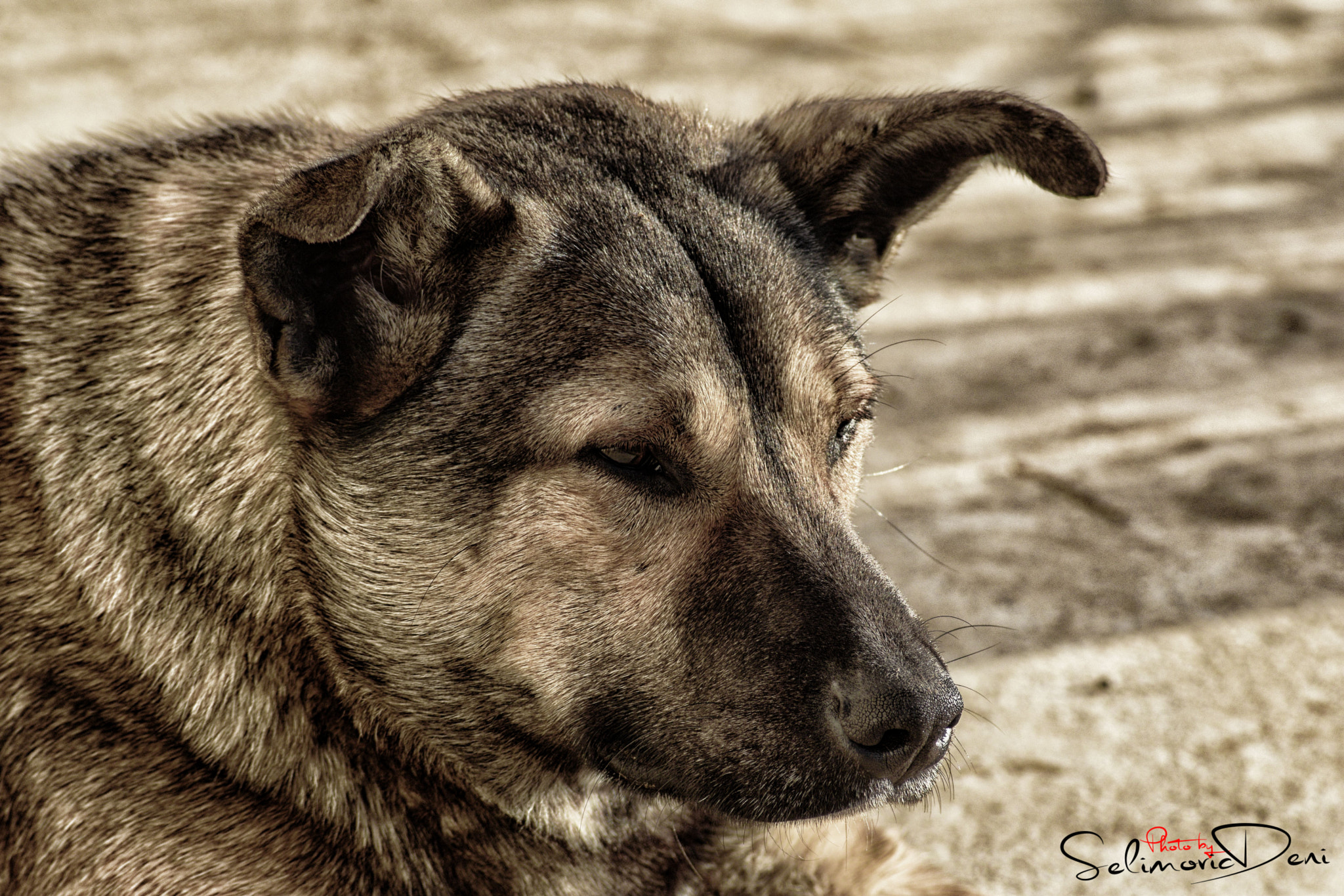 Nikon D3300 + Sigma 50-150mm F2.8 EX APO DC HSM II + 1.4x sample photo. Wanderer dog in his thoughts photography