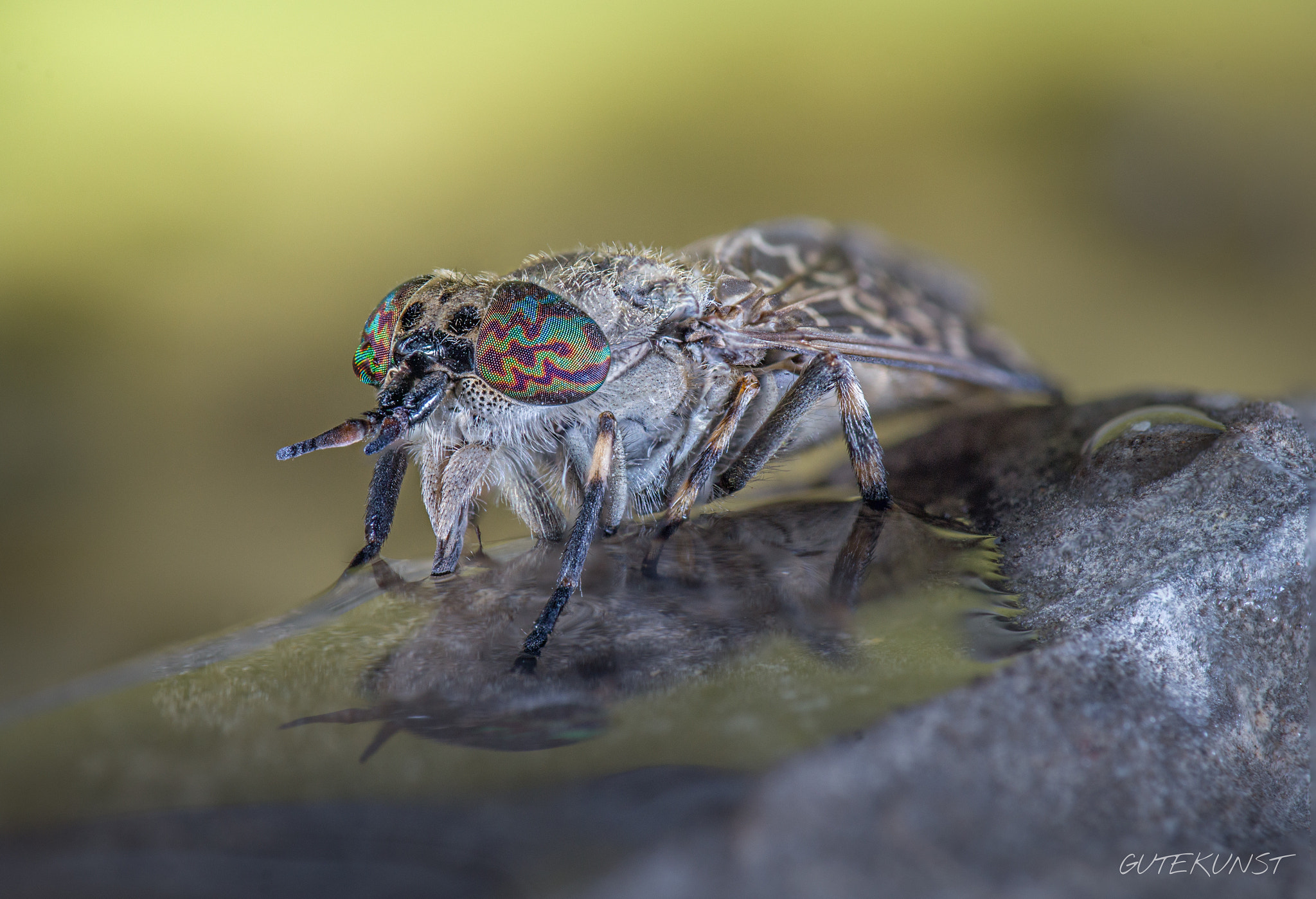 Sony SLT-A57 + Tamron SP AF 90mm F2.8 Di Macro sample photo. Gadfly - regenbremse photography