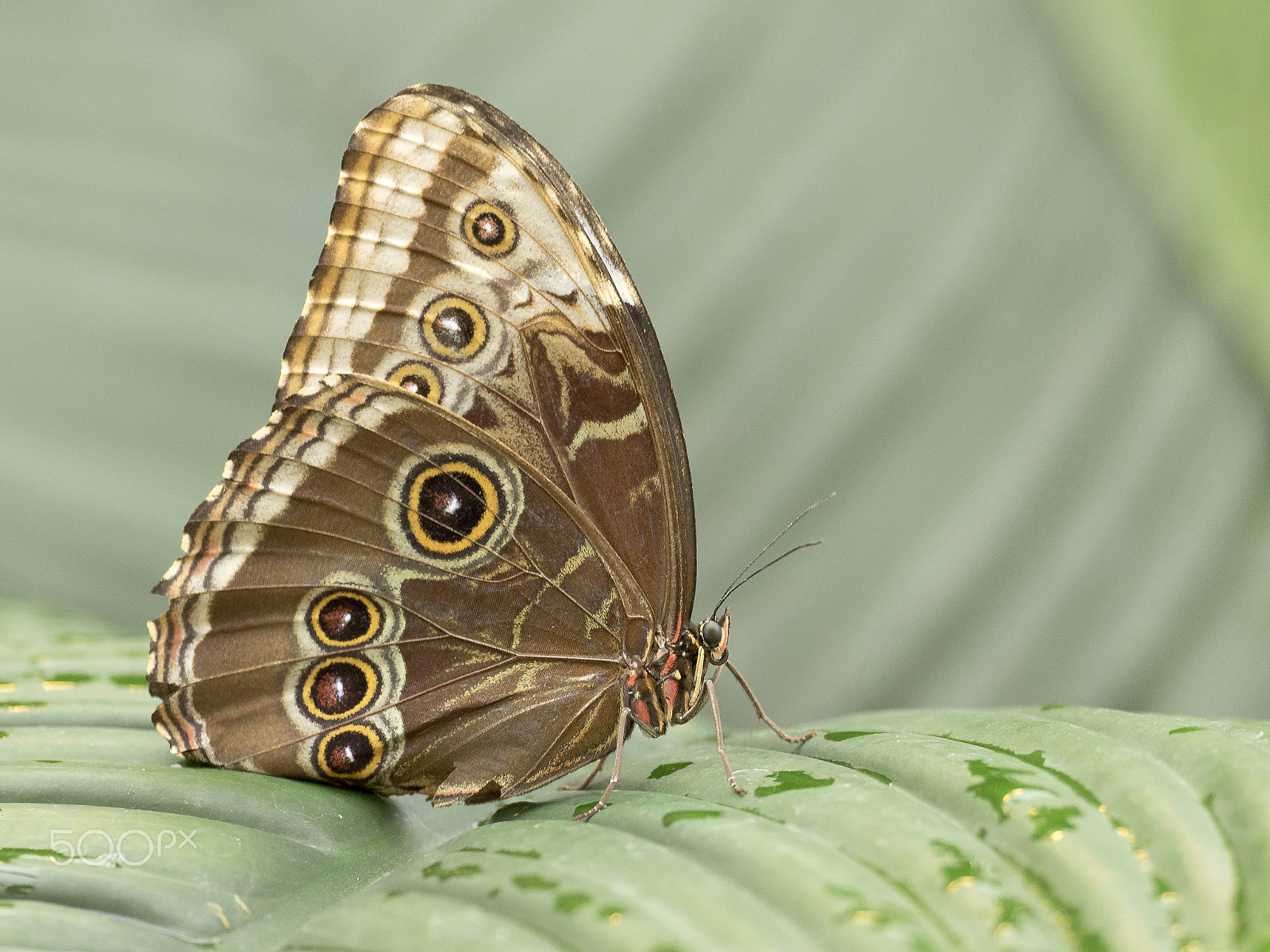 Olympus OM-D E-M1 + OLYMPUS M.300mm F4.0 sample photo. Butterfly photography