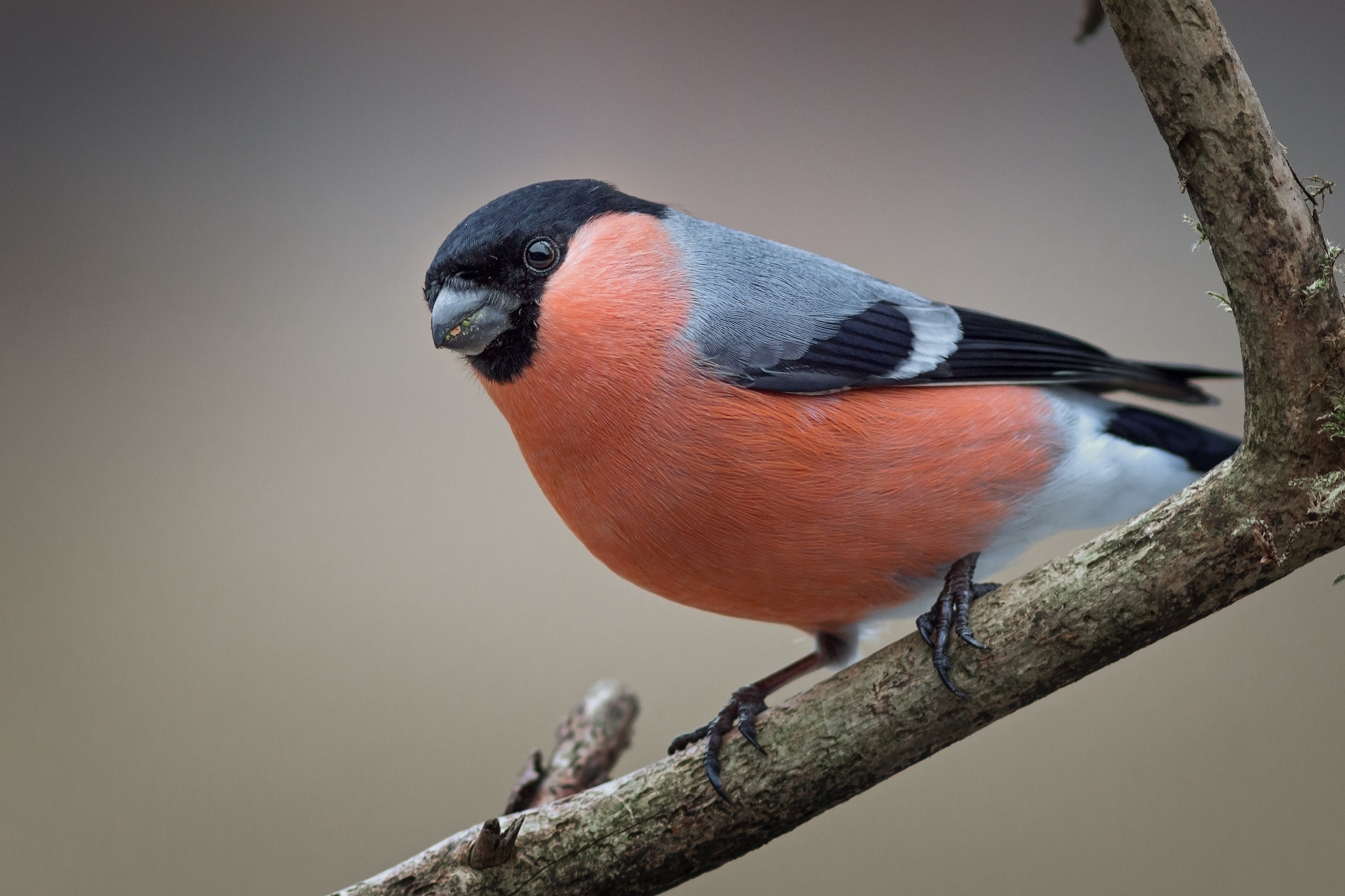 Canon EOS 70D + Canon EF 300mm F4L IS USM sample photo. Dompfaff ii photography