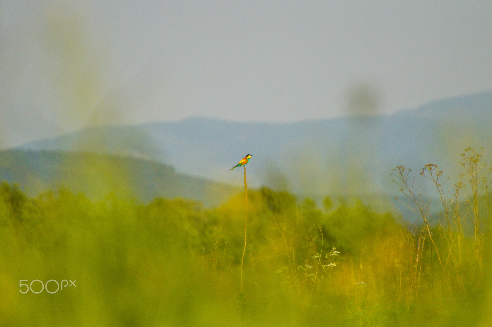 Nikon D3200 sample photo. Merops apiaster photography
