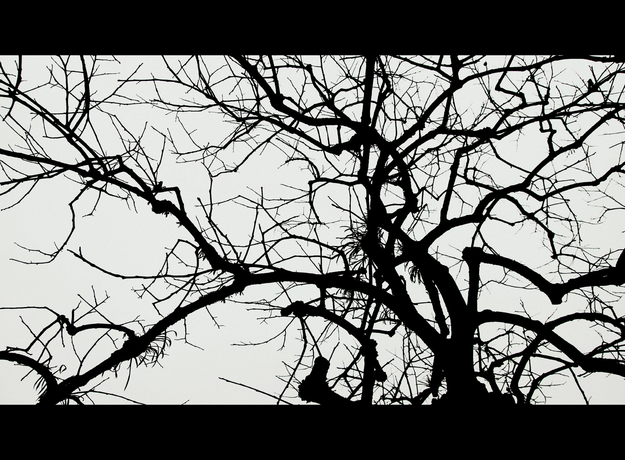 Pentax K-5 sample photo. Persimmon photography