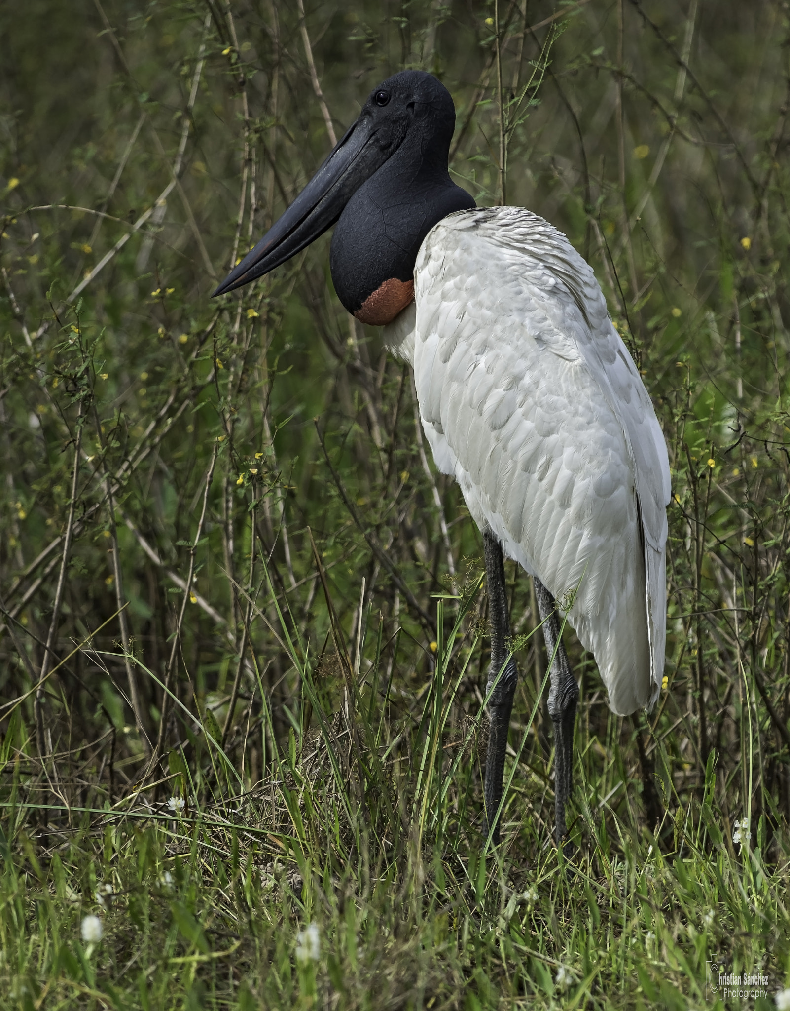Nikon AF-S Nikkor 300mm F2.8G ED VR II sample photo. Jabiru  jabirú  (jabiru mycteria) photography