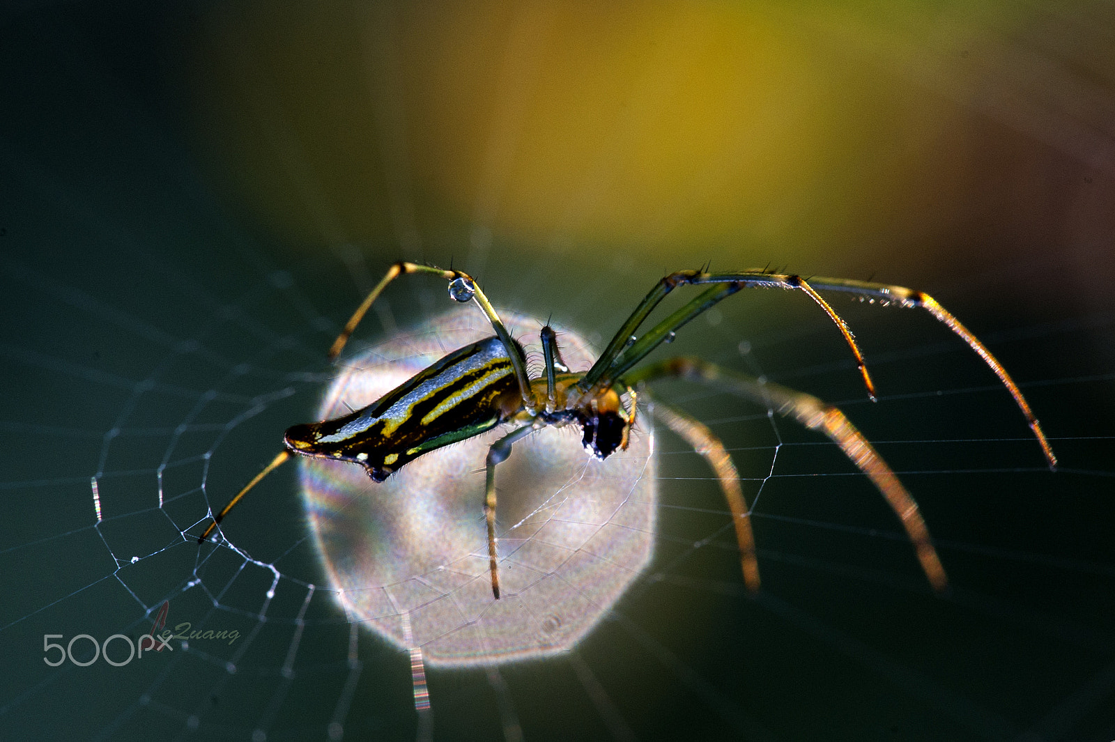 Nikon D700 + Sigma 150mm F2.8 EX DG Macro HSM sample photo. In the sunshine photography