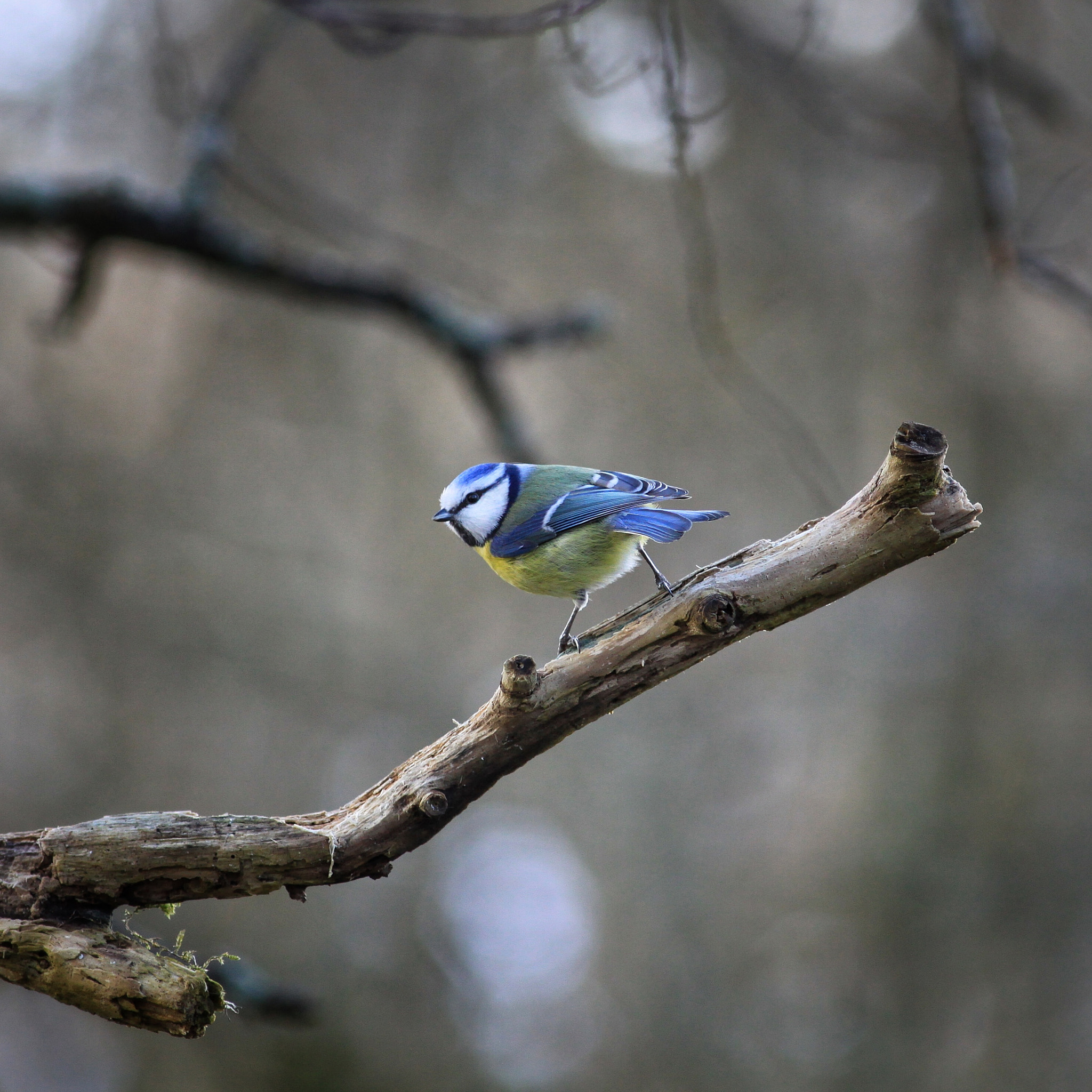 Canon EOS 50D + Canon EF 300mm F4L IS USM sample photo. Blue tit... photography